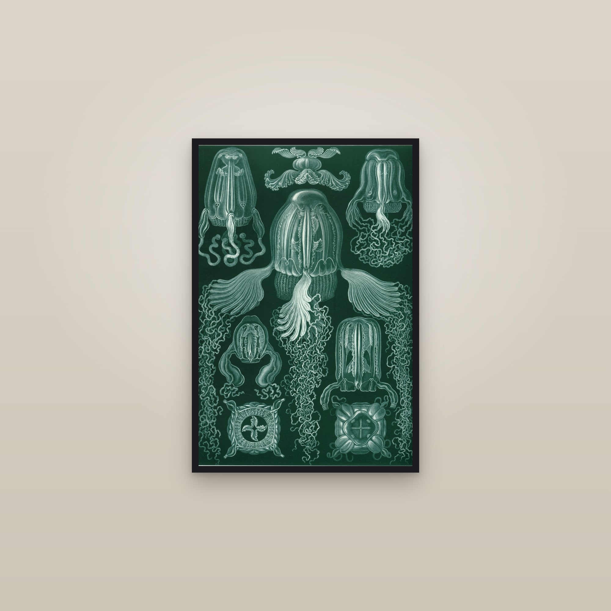 Box Jellyfish (Box Jellyfish) — framed in a gallery setting