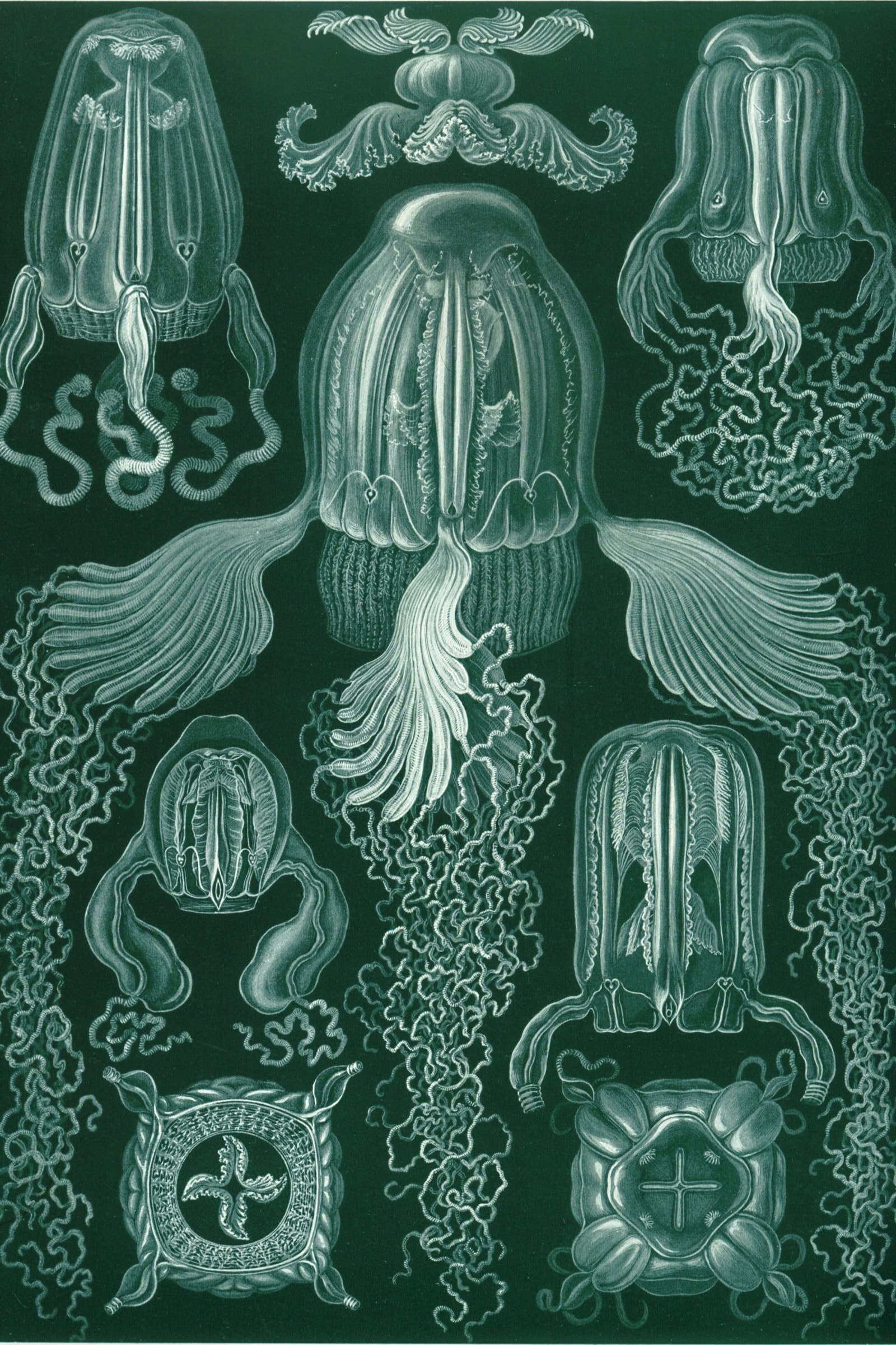 Box Jellyfish (Box Jellyfish)