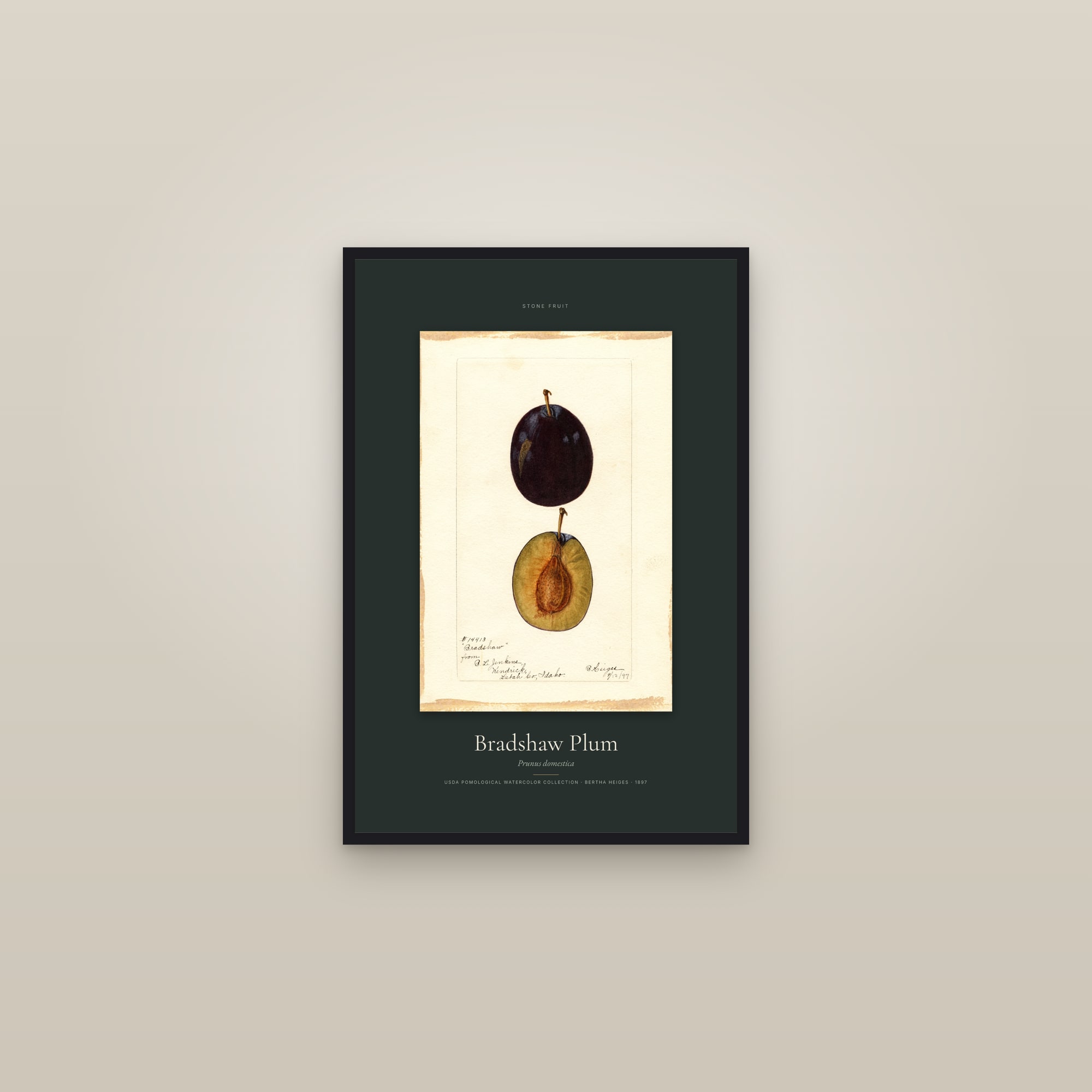 Bradshaw Plum — Specimen — framed in a gallery setting