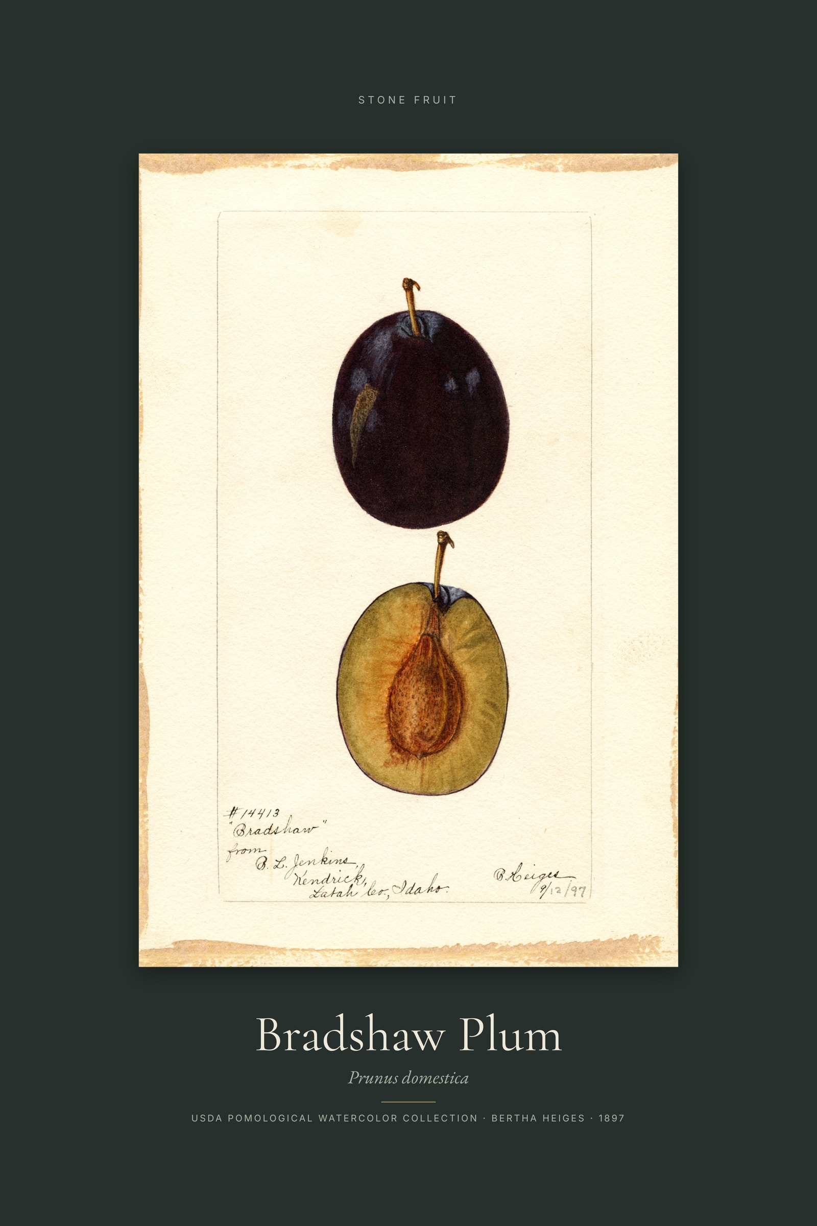 Bradshaw Plum — Specimen