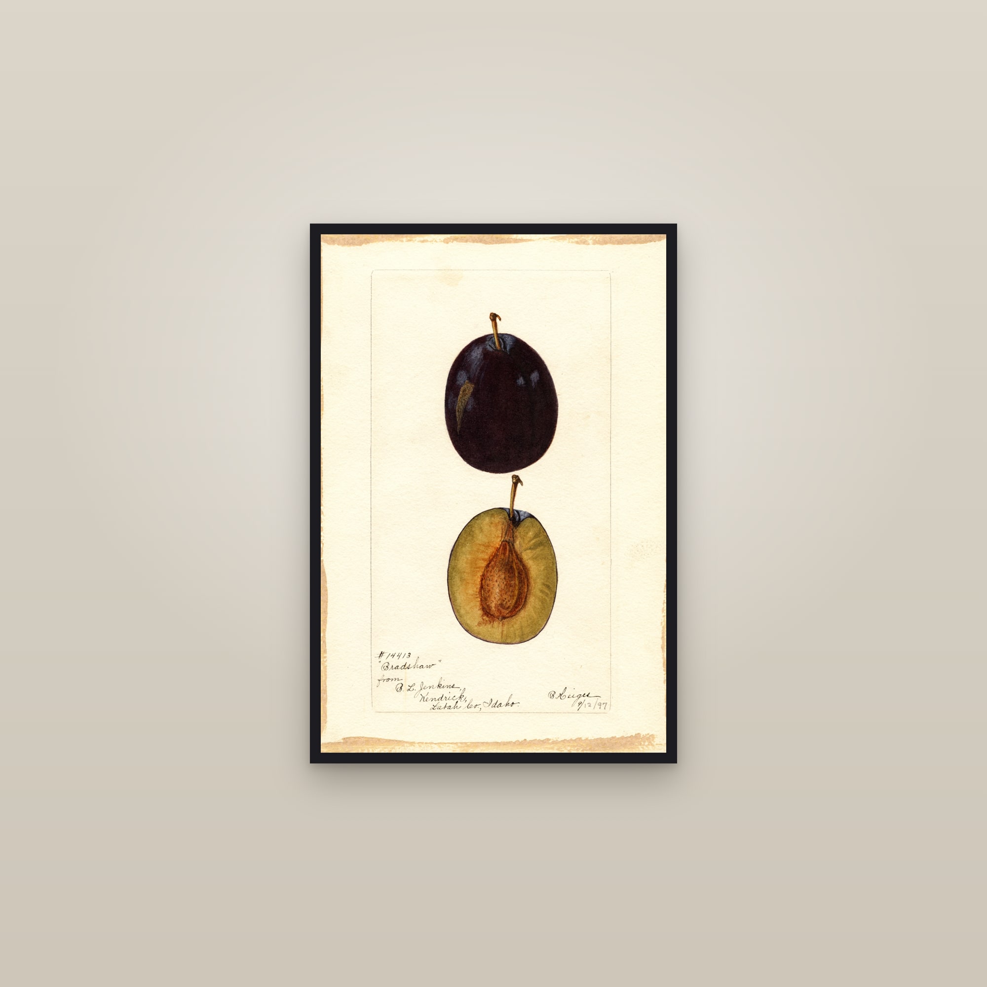 Bradshaw Plum — framed in a gallery setting