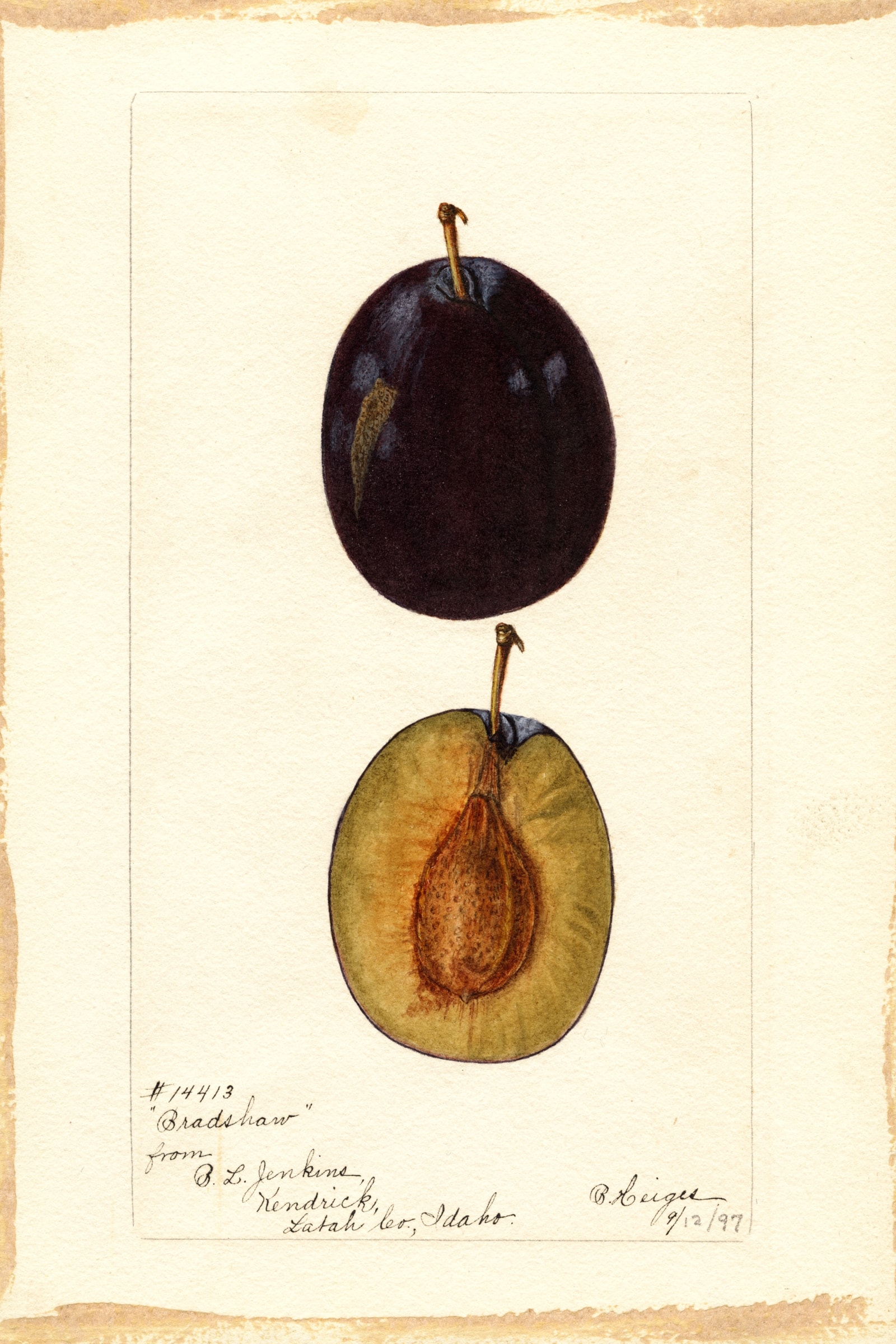 Bradshaw Plum