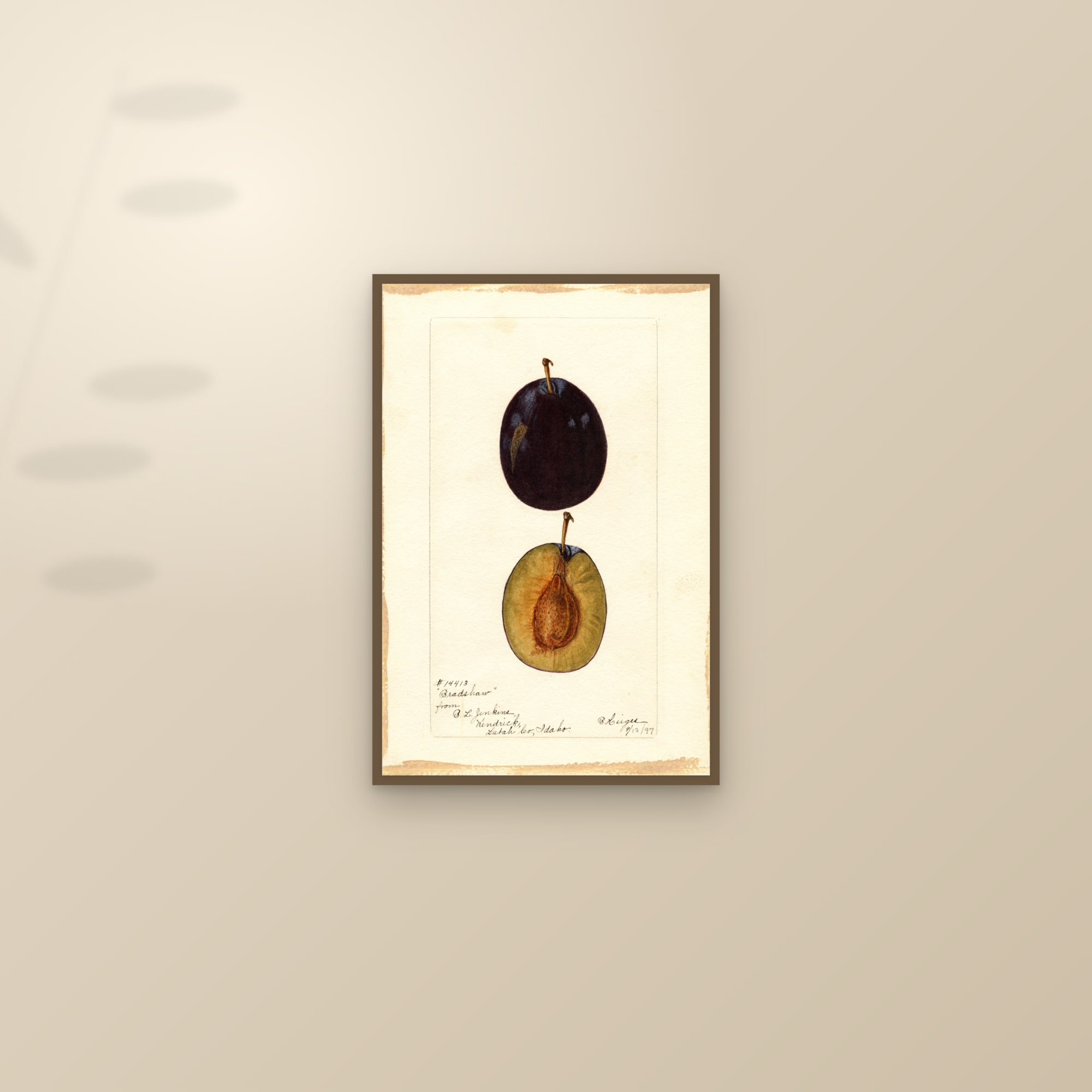 Bradshaw Plum — framed and styled on a sunlit wall