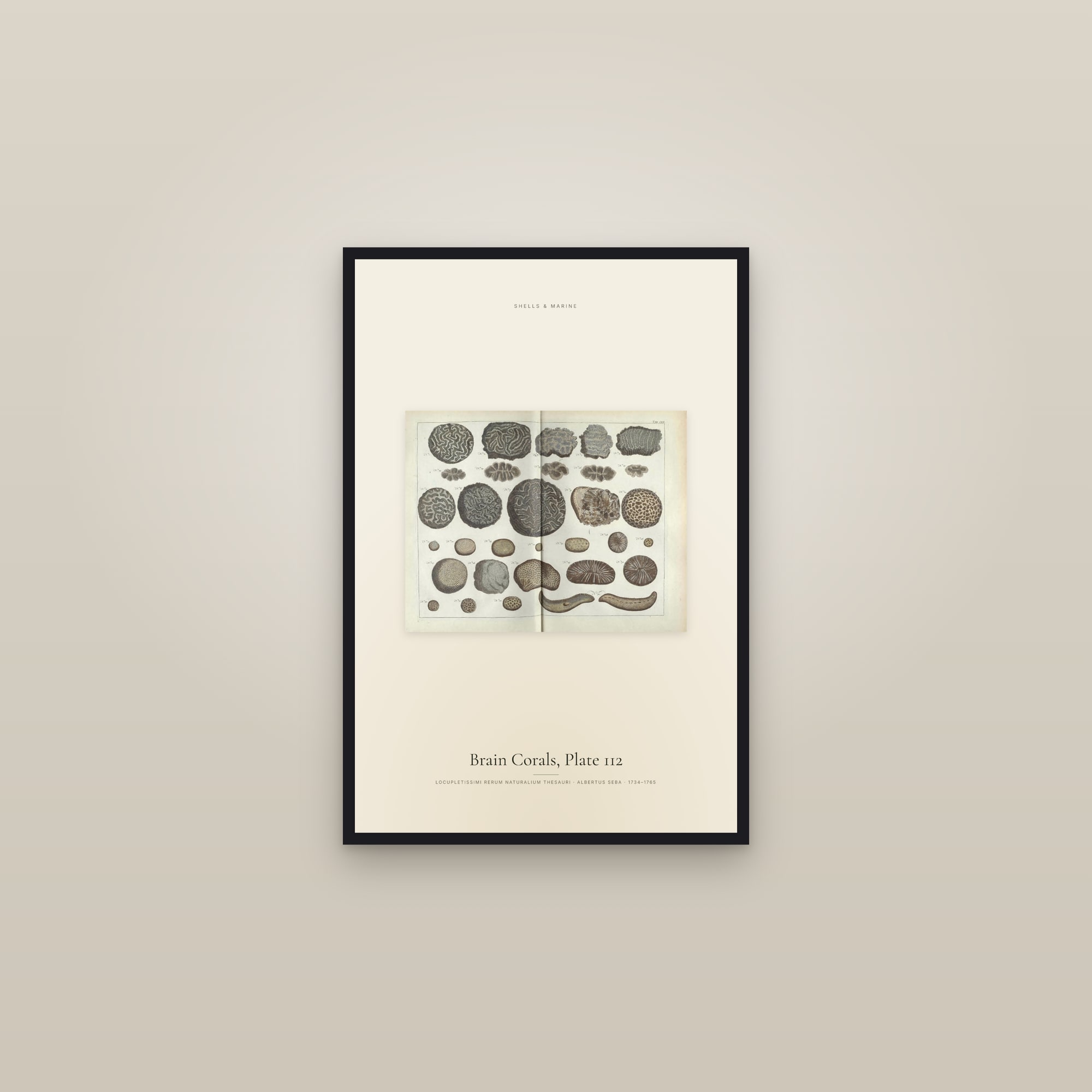 Brain Corals, Plate 112