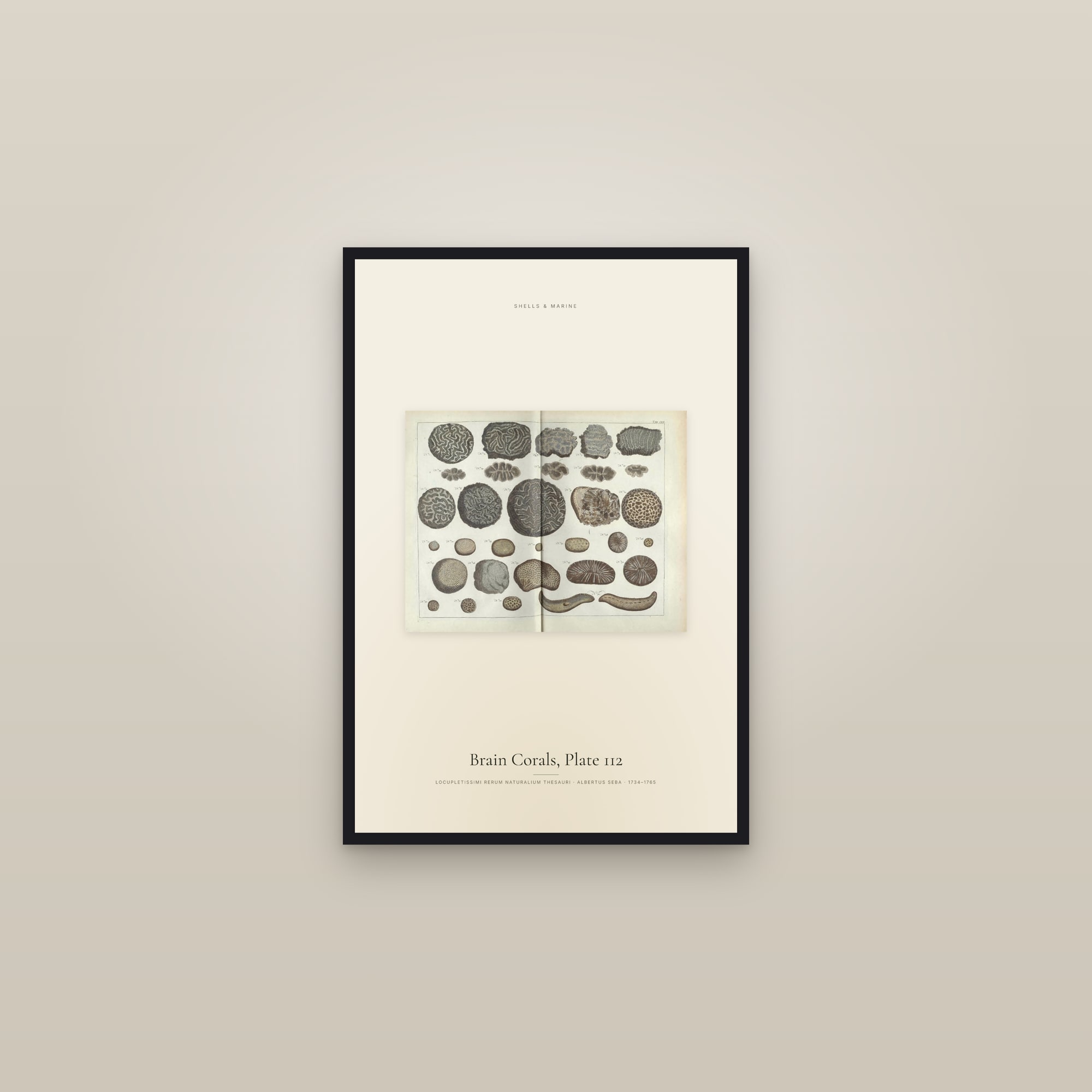 Brain Corals, Plate 112 — framed in a gallery setting
