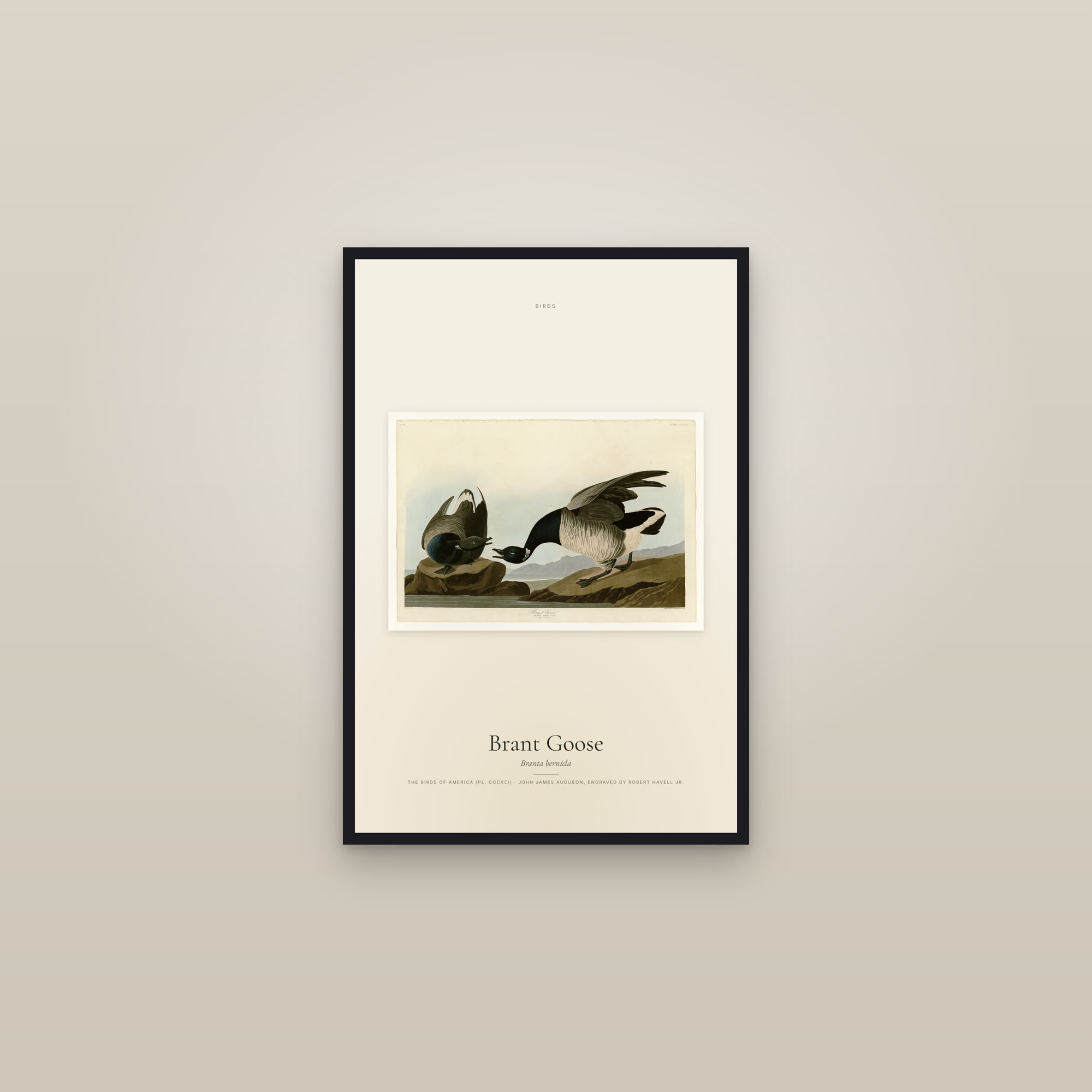 Brant Goose — framed in a gallery setting