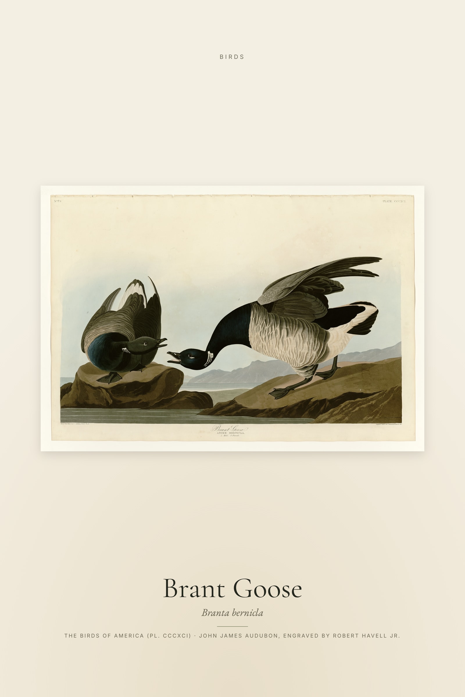 Brant Goose