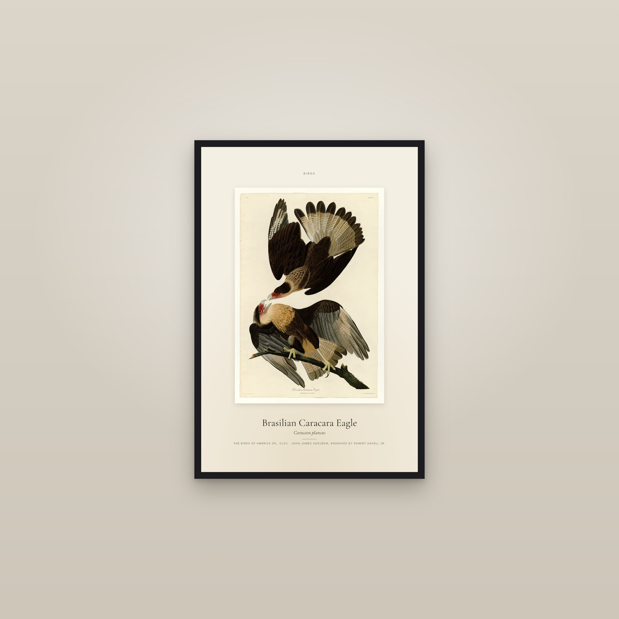 Brasilian Caracara Eagle — Specimen — framed in a gallery setting