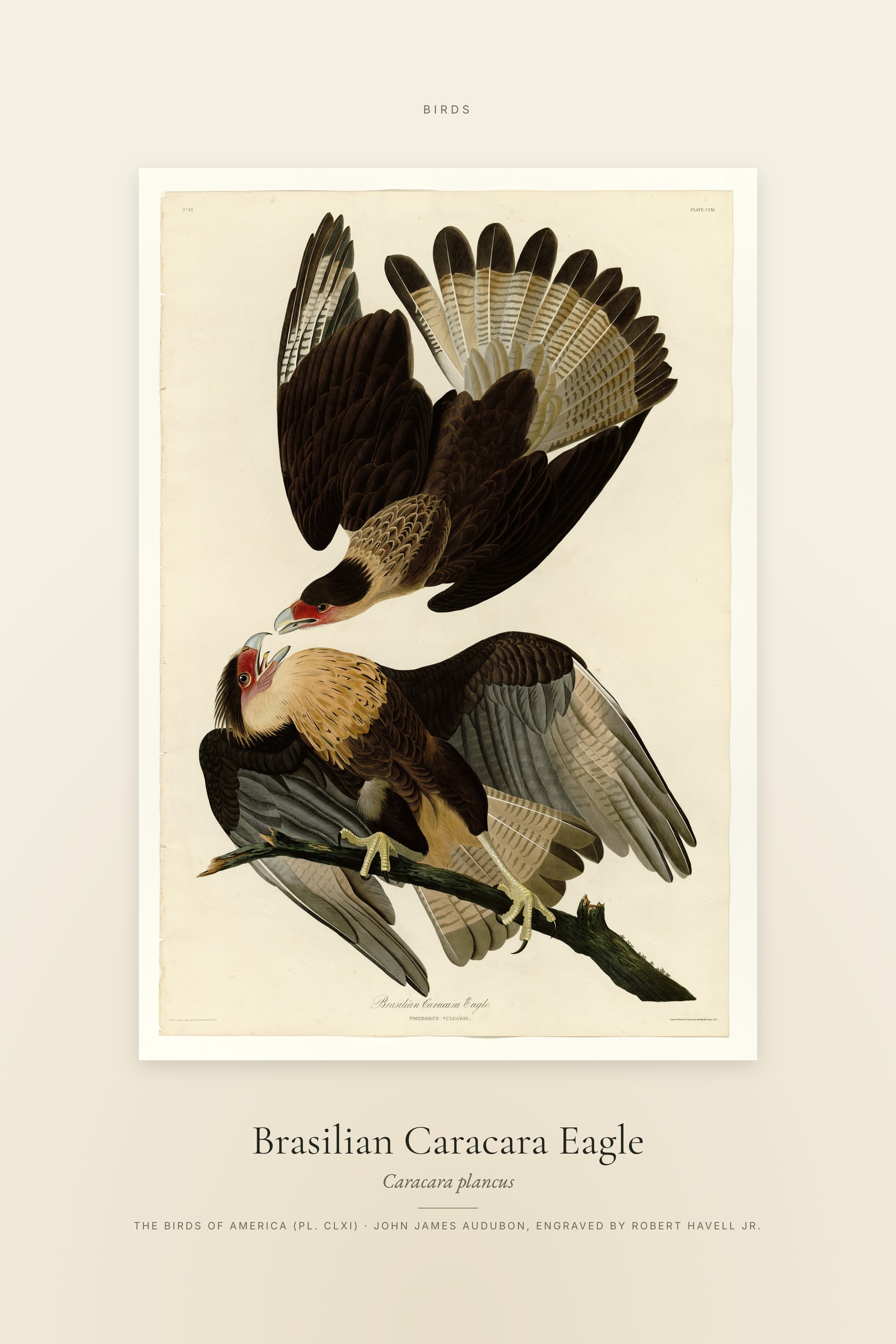 Brasilian Caracara Eagle — Specimen