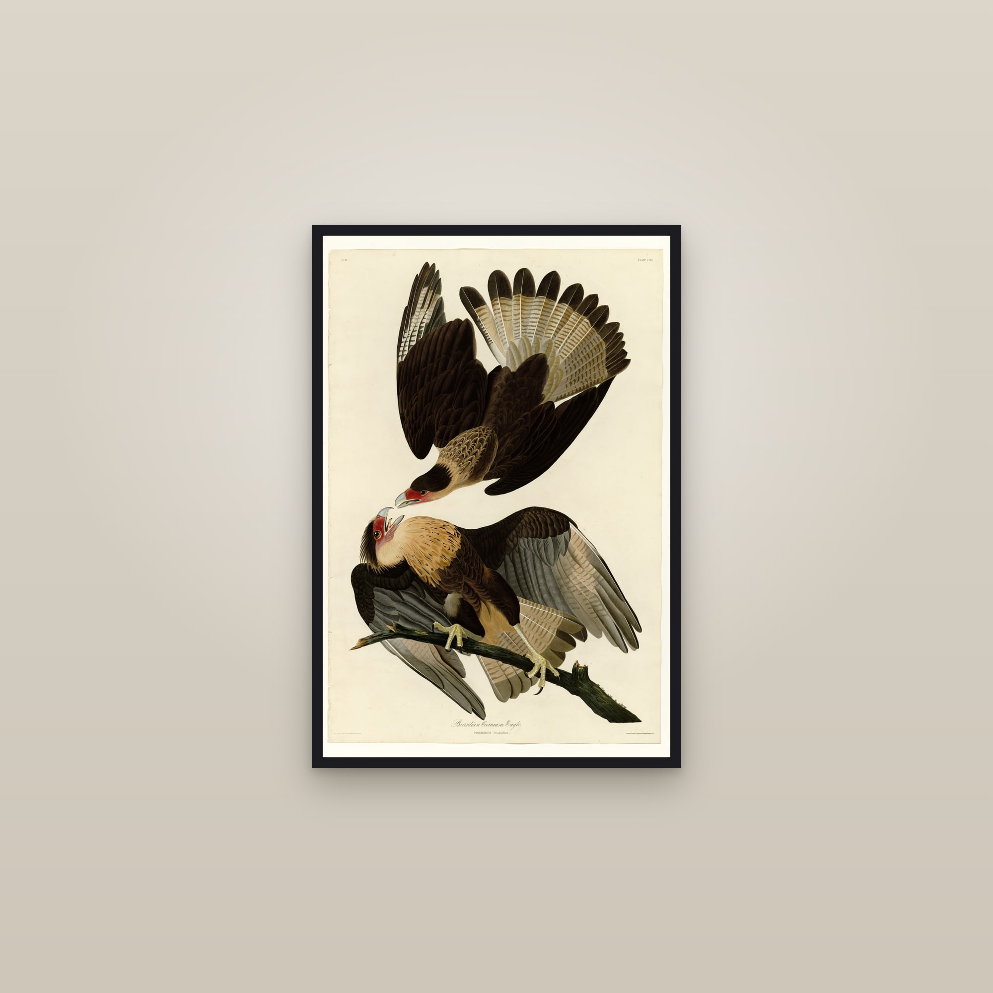 Brasilian Caracara Eagle — framed in a gallery setting