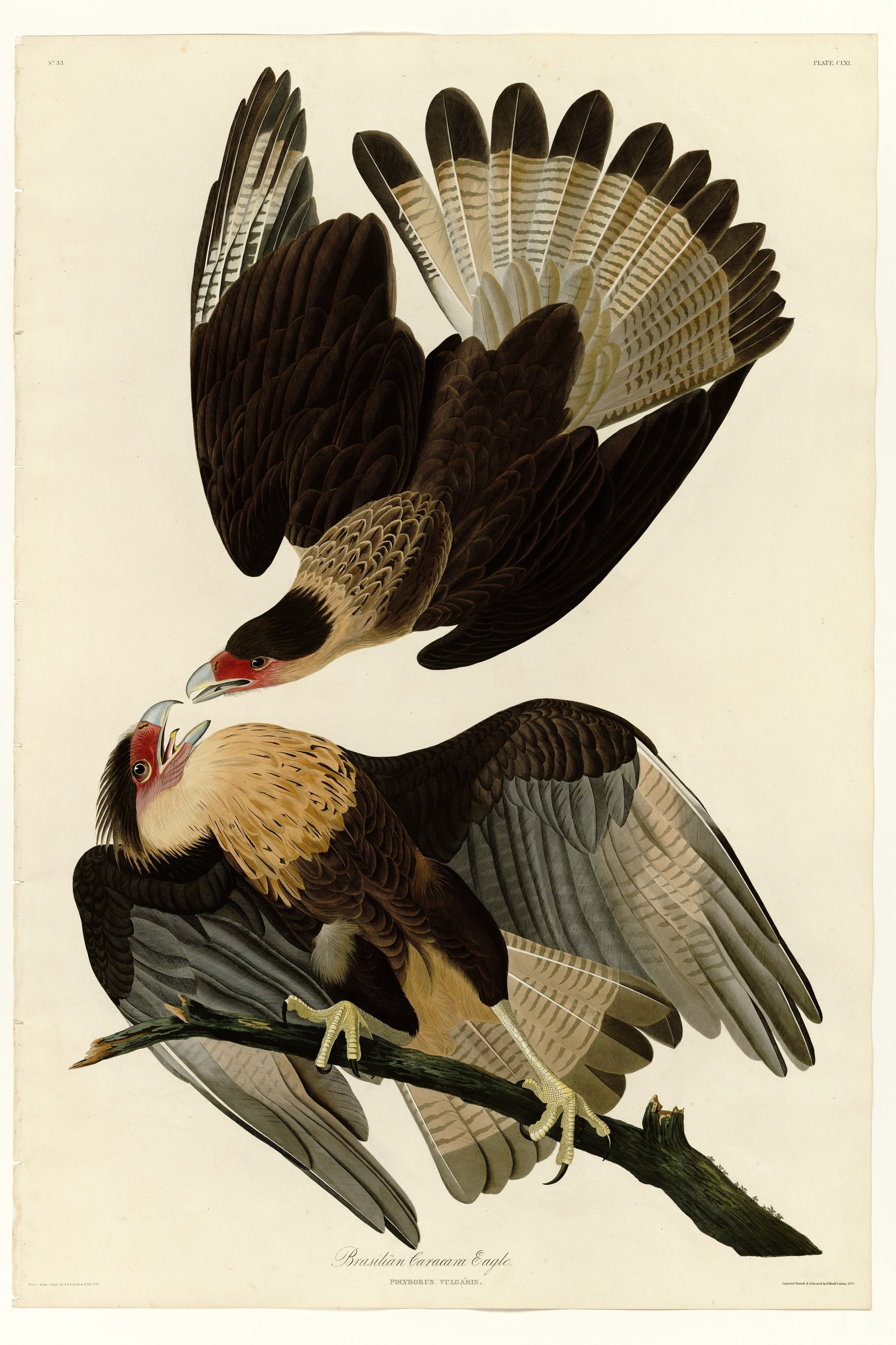 Brasilian Caracara Eagle