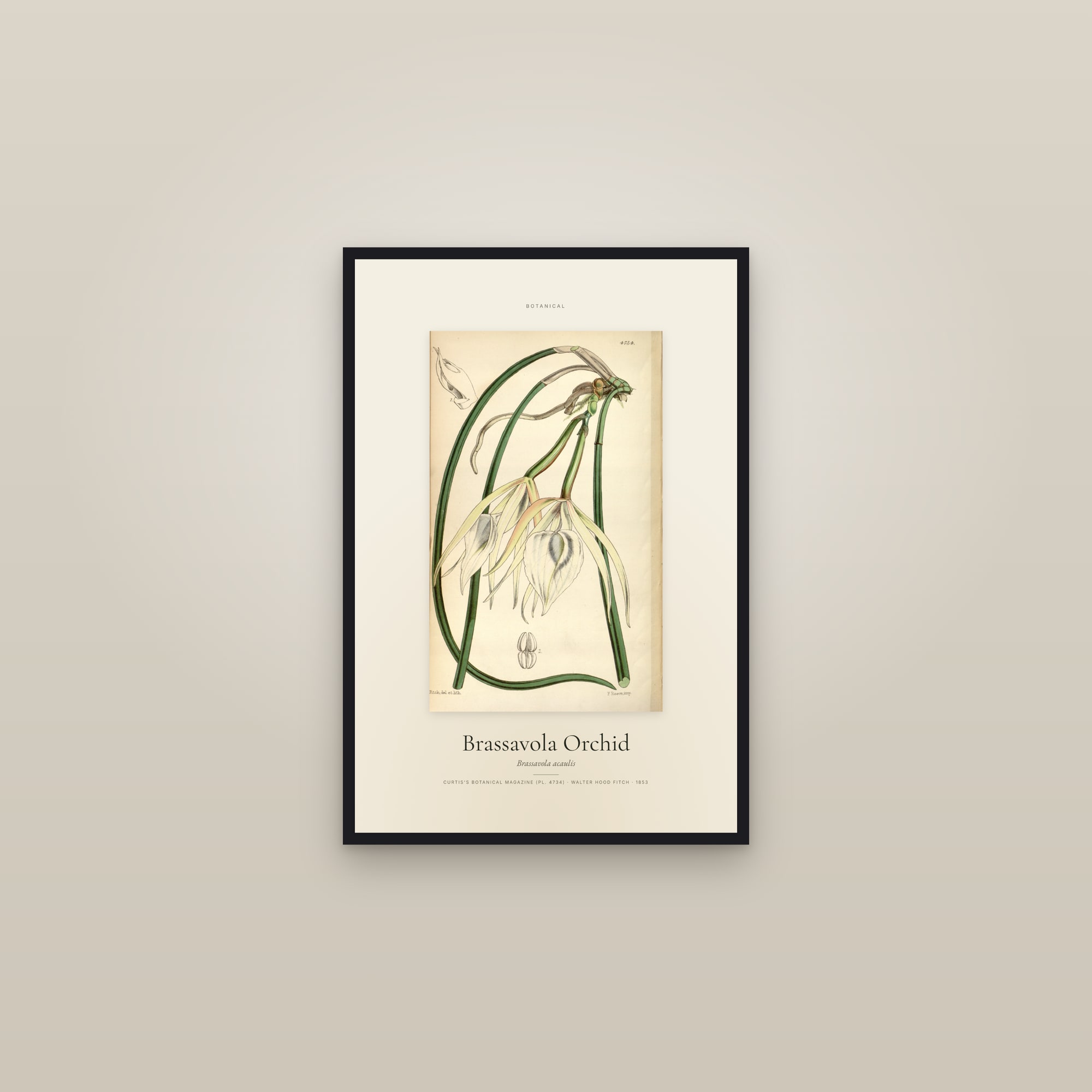 Brassavola Orchid — Specimen — framed in a gallery setting