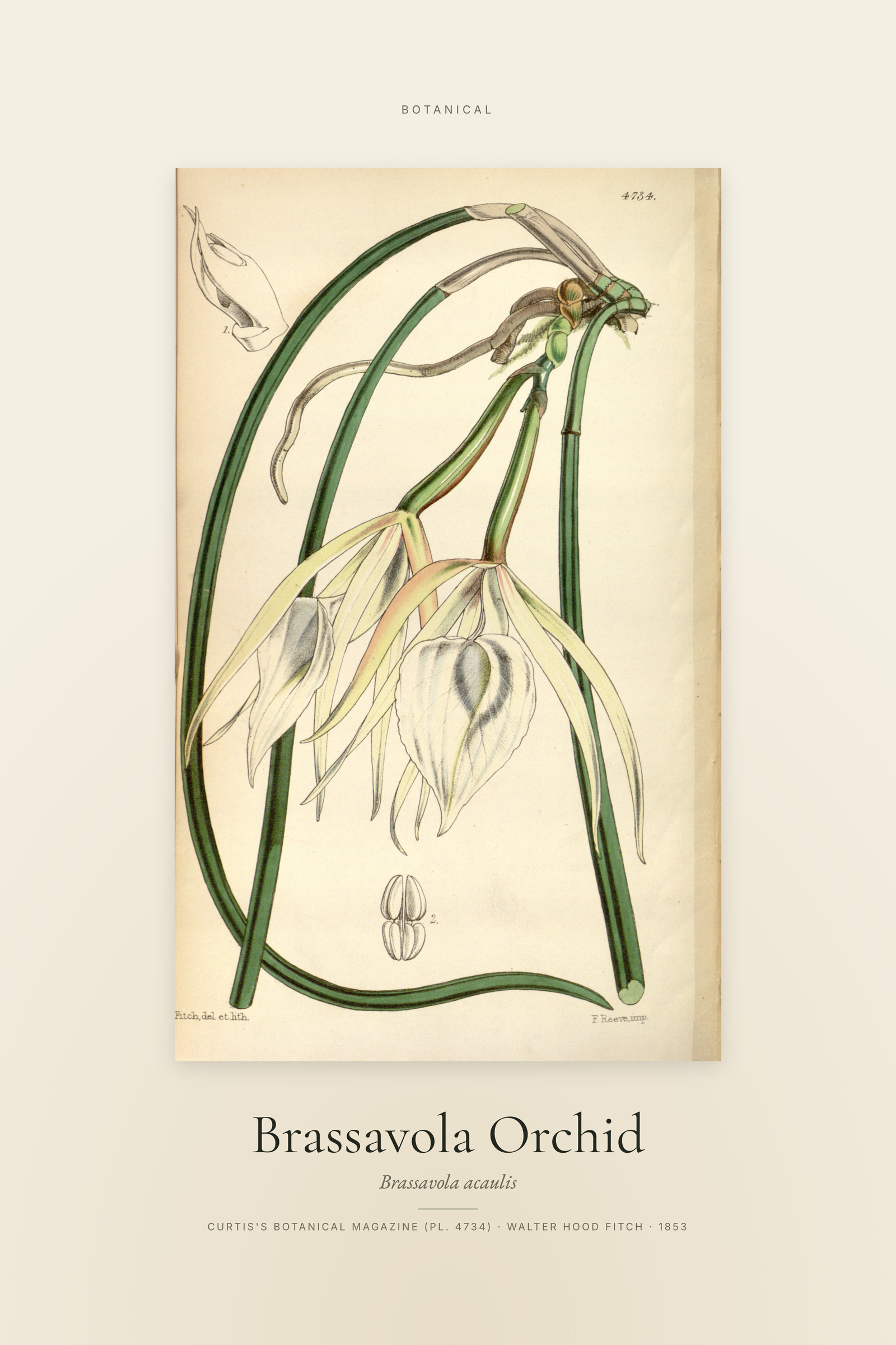 Brassavola Orchid — Specimen