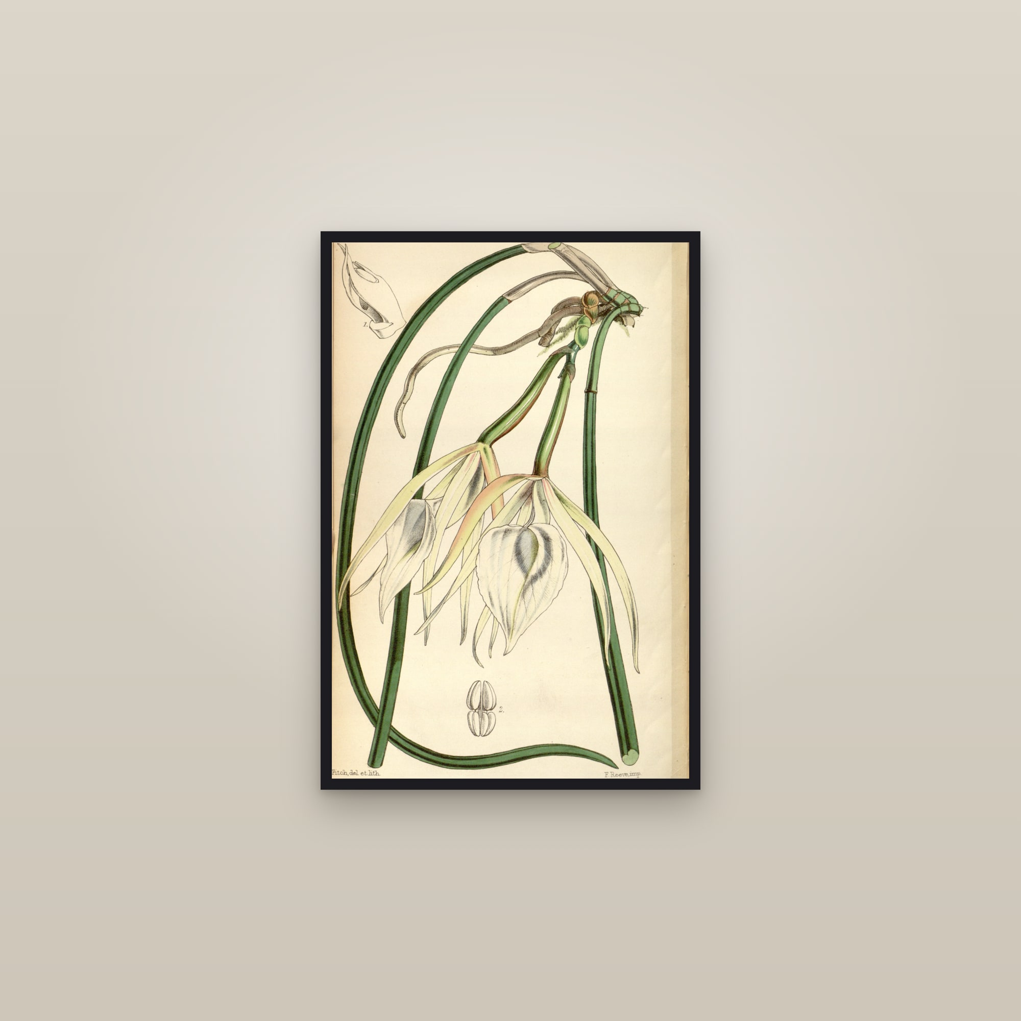 Brassavola Orchid — framed in a gallery setting