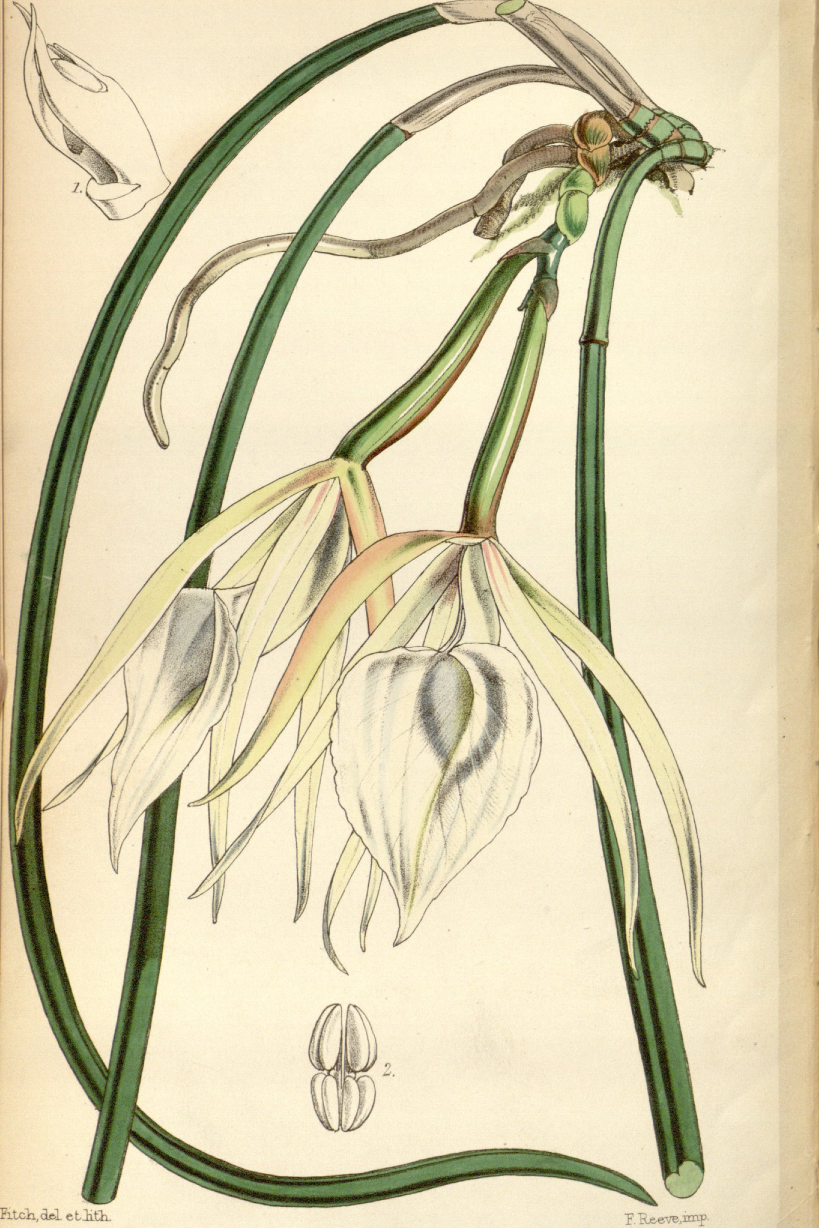 Brassavola Orchid