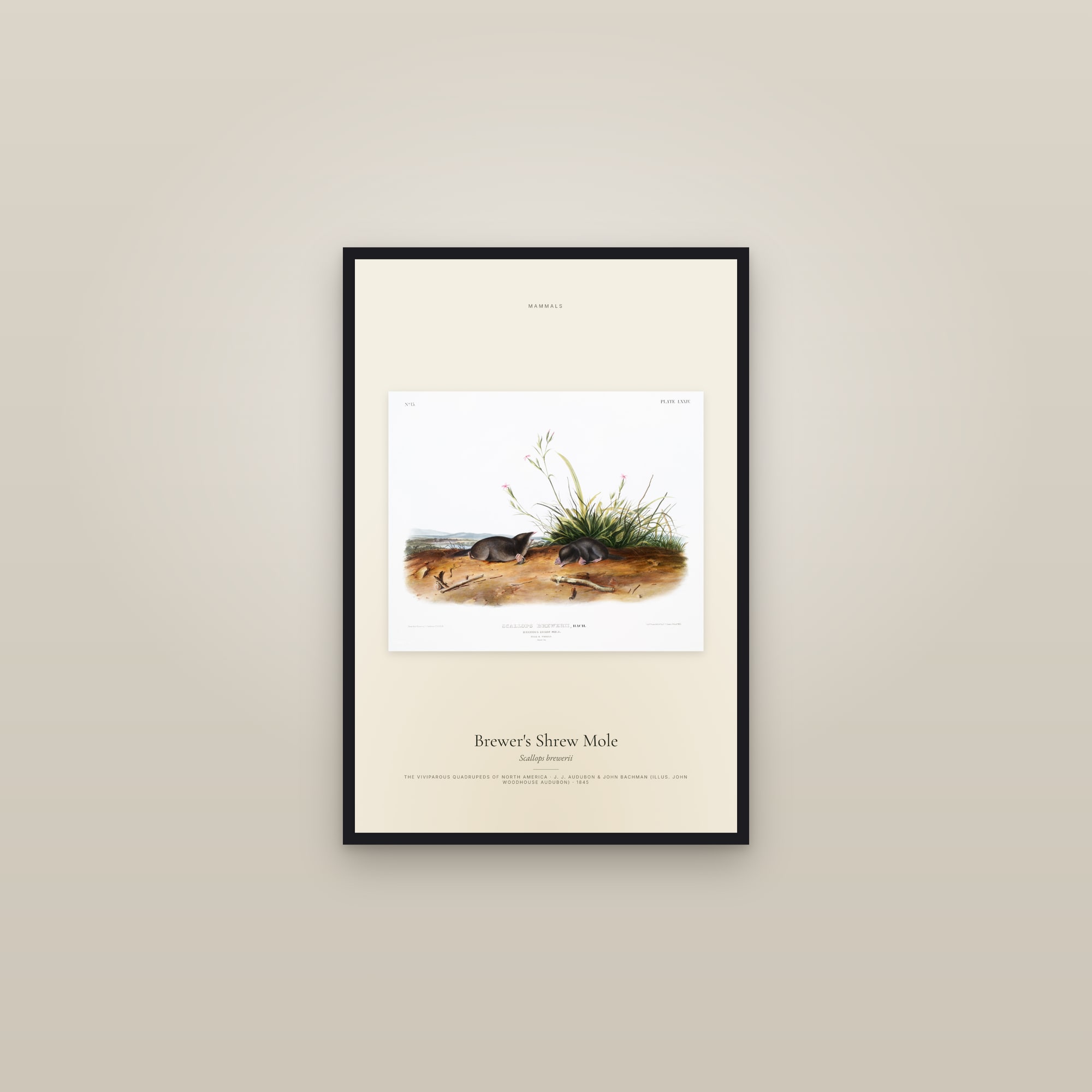 Brewer's Shrew Mole — framed in a gallery setting