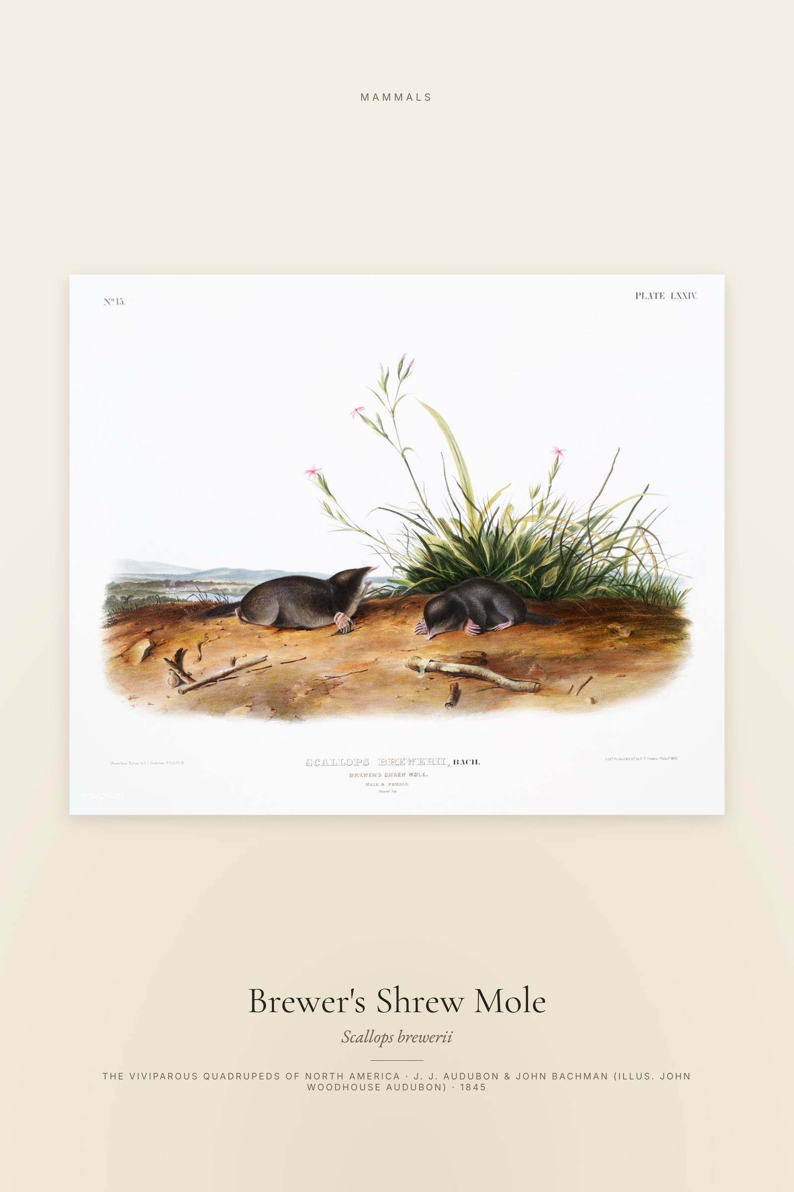 Brewer's Shrew Mole