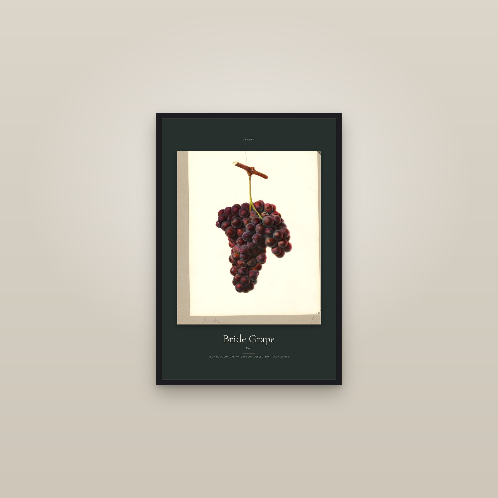 Bride Grape — Specimen — framed in a gallery setting