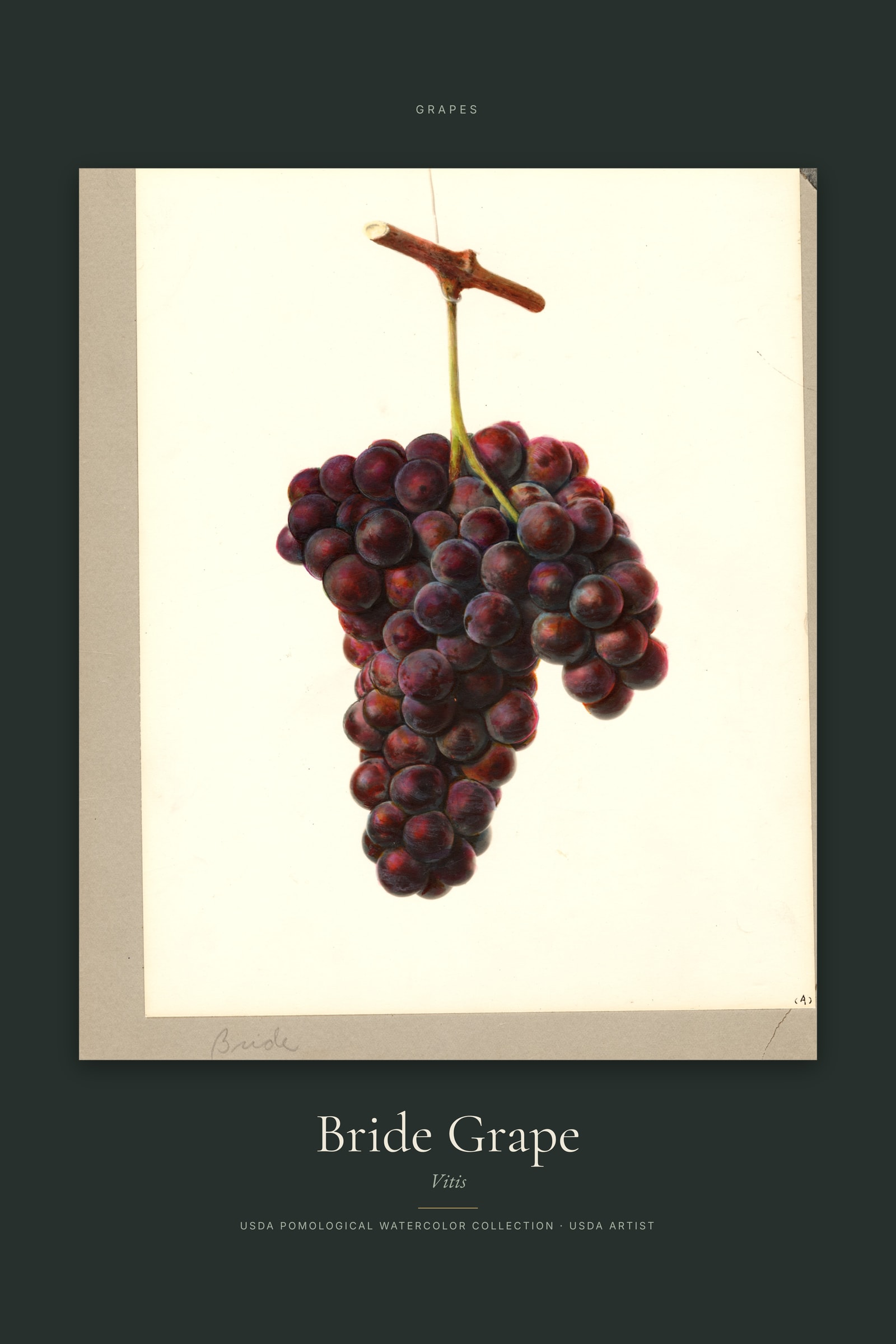 Bride Grape — Specimen