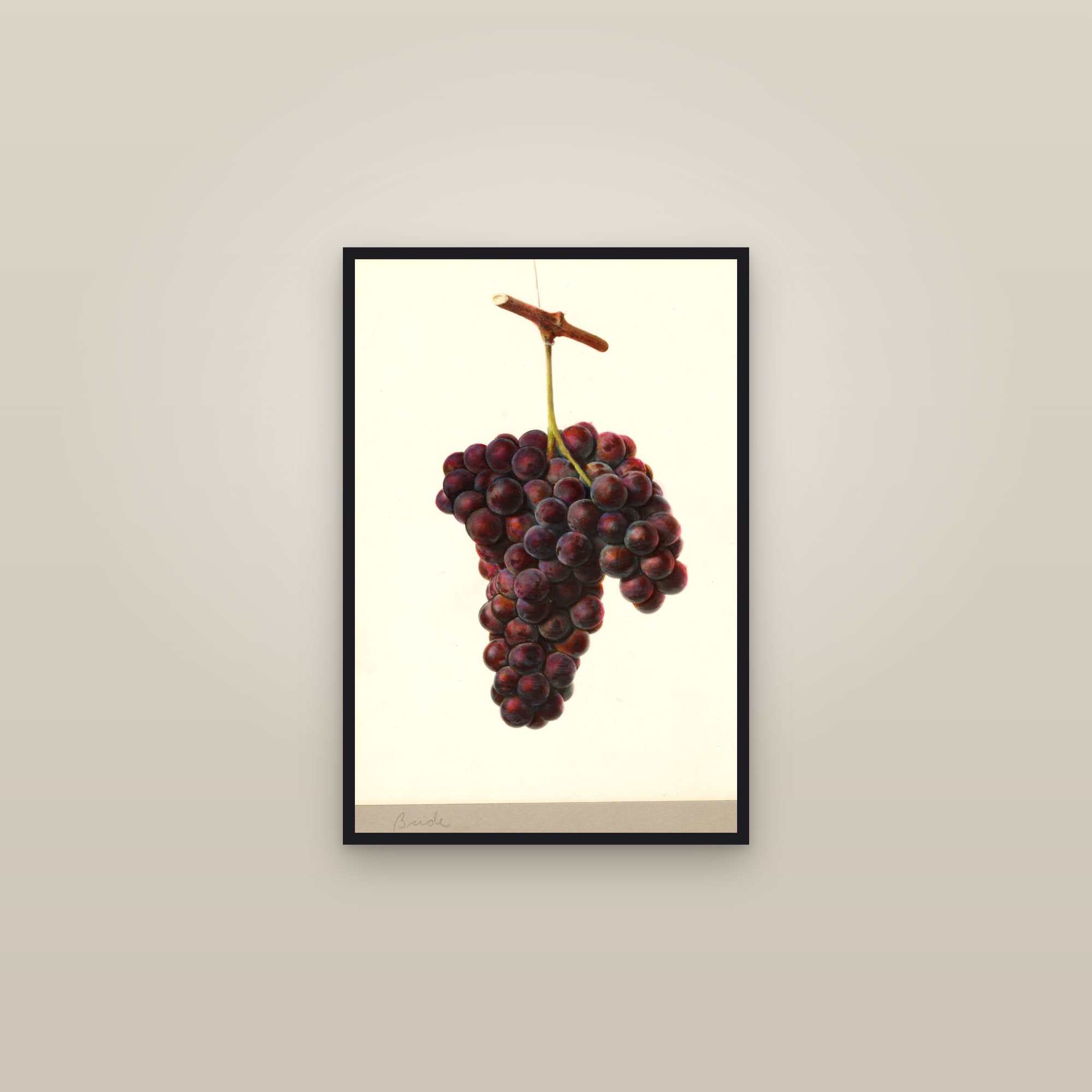 Bride Grape — framed in a gallery setting