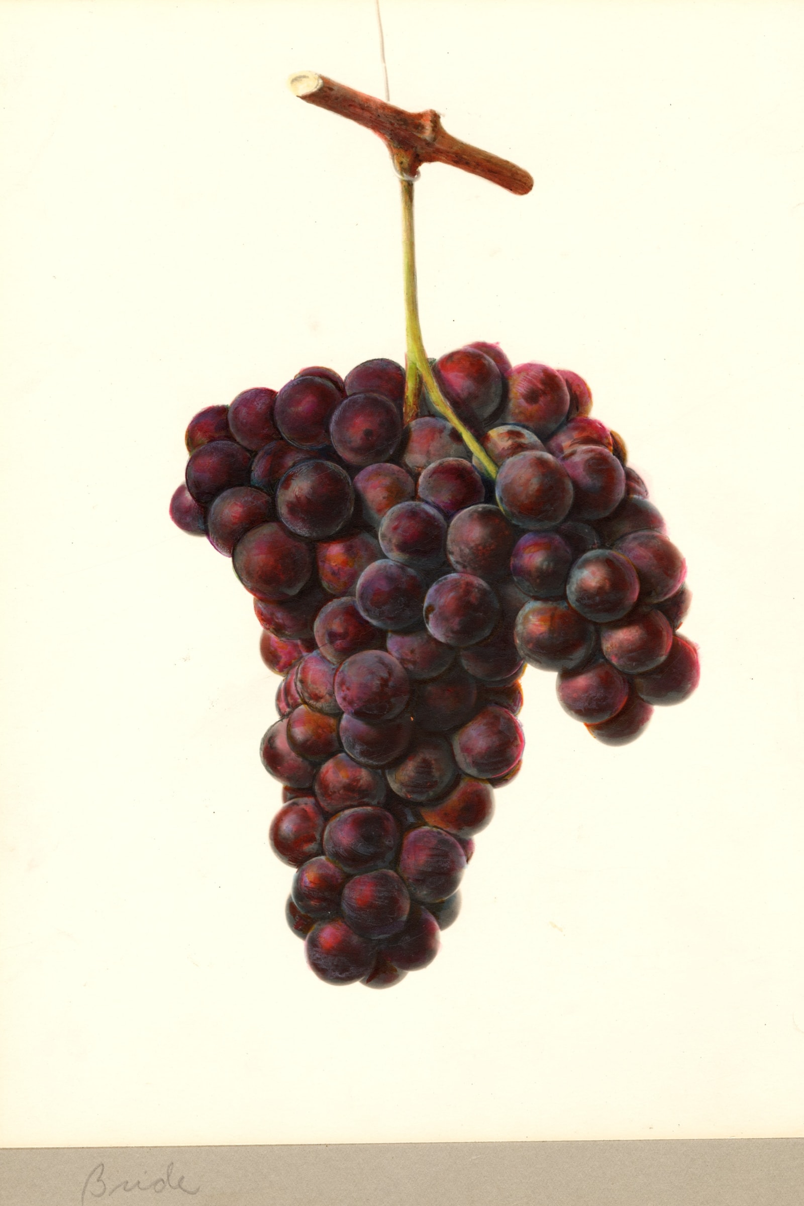Bride Grape
