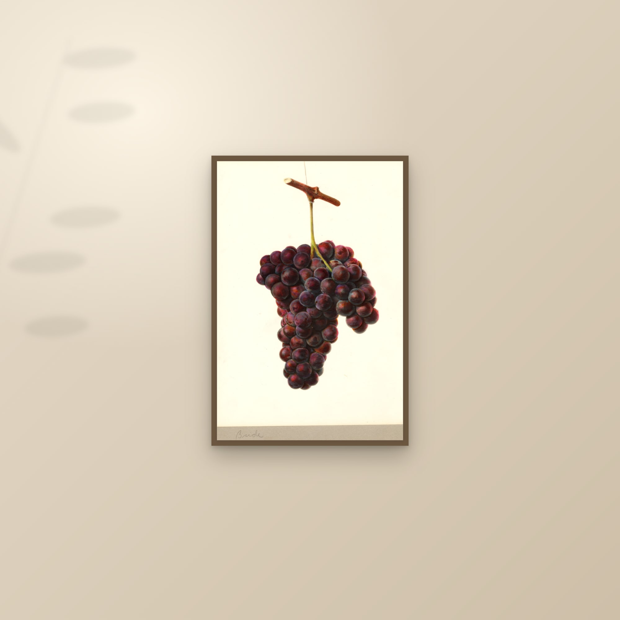 Bride Grape — framed and styled on a sunlit wall