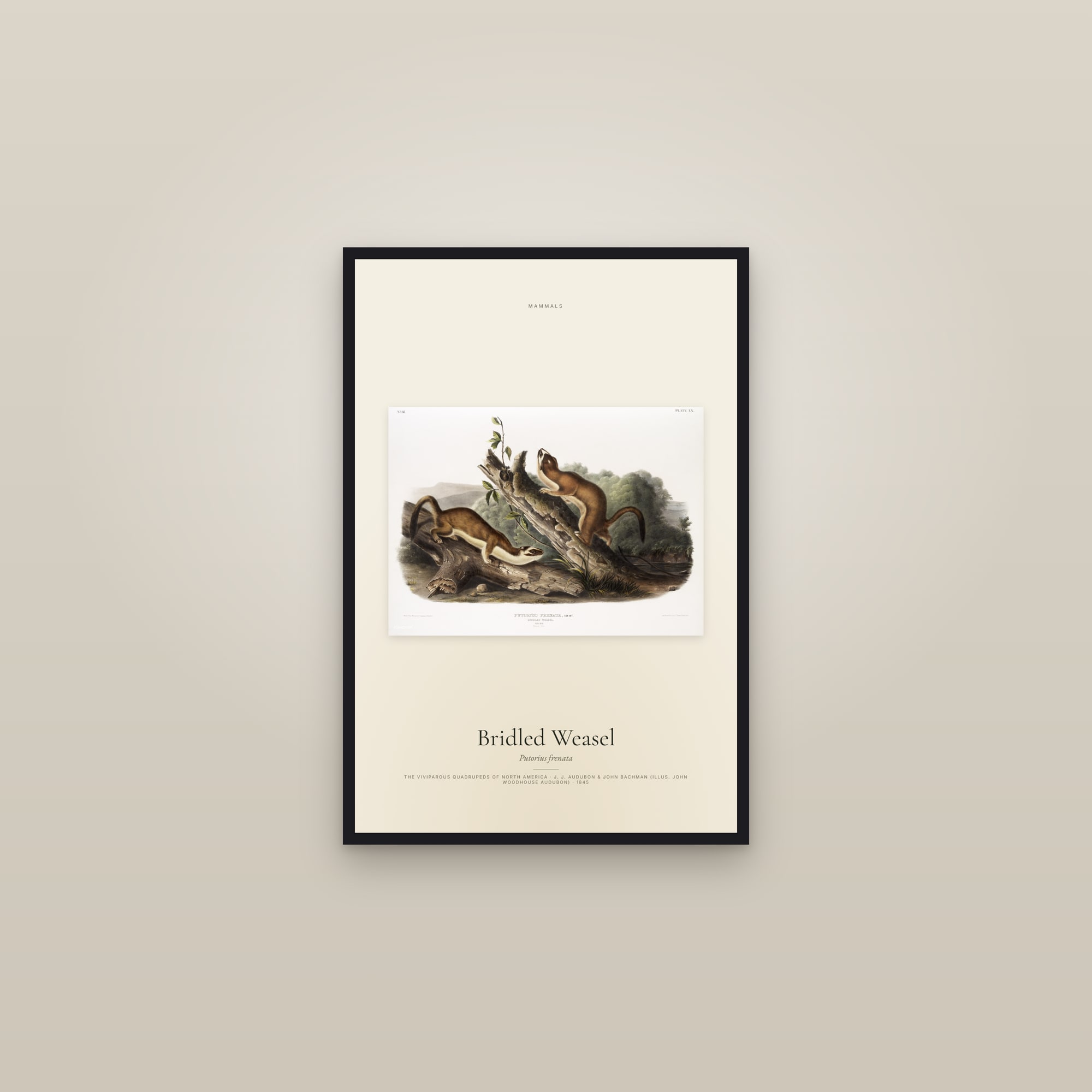 Bridled Weasel — framed in a gallery setting