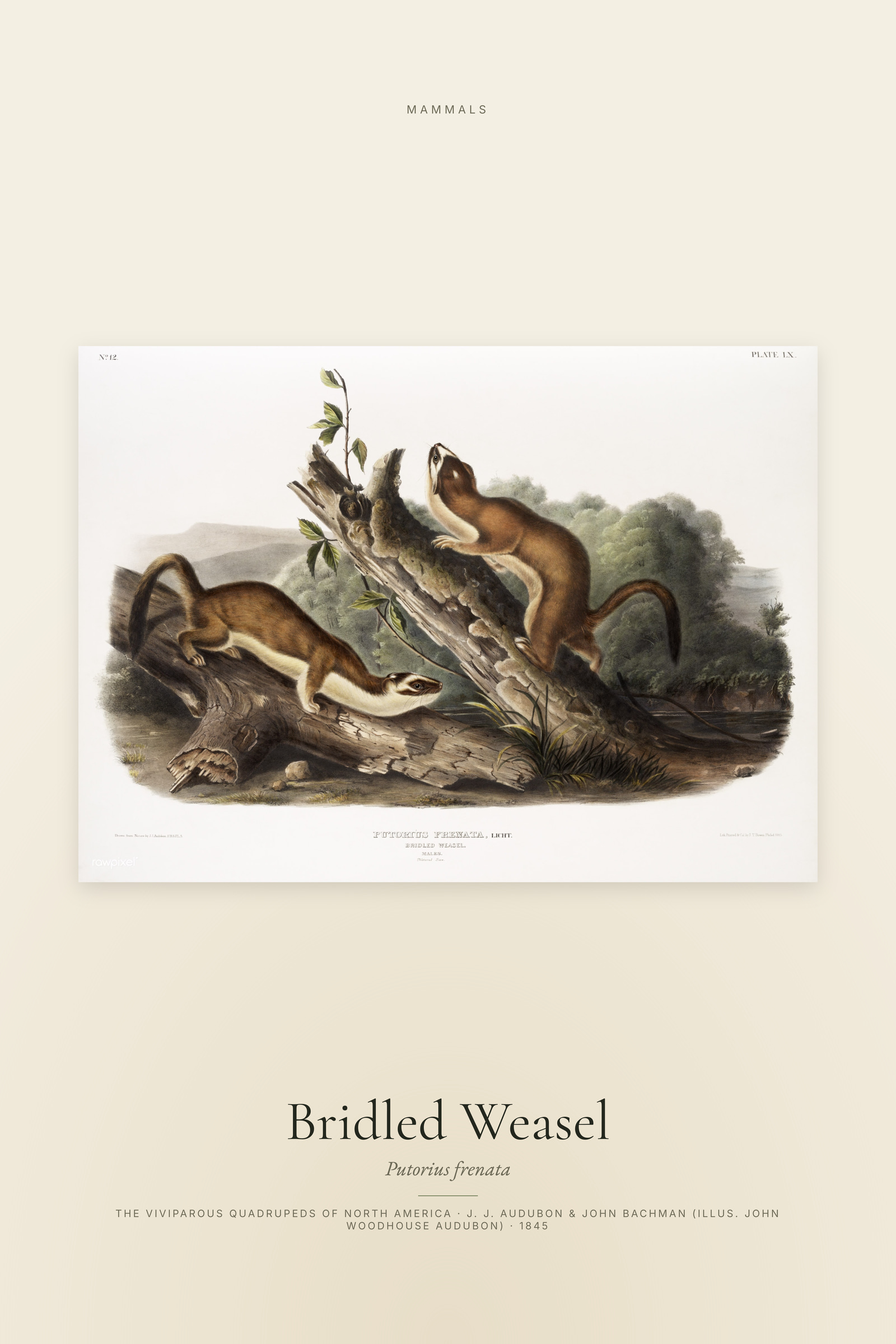 Bridled Weasel