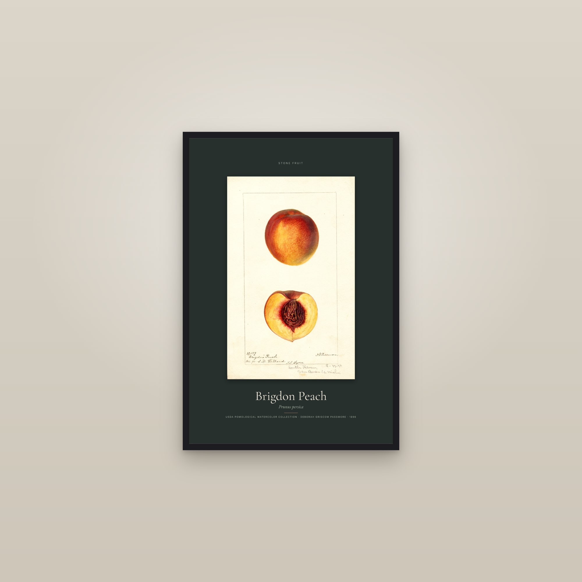 Brigdon Peach — Specimen — framed in a gallery setting