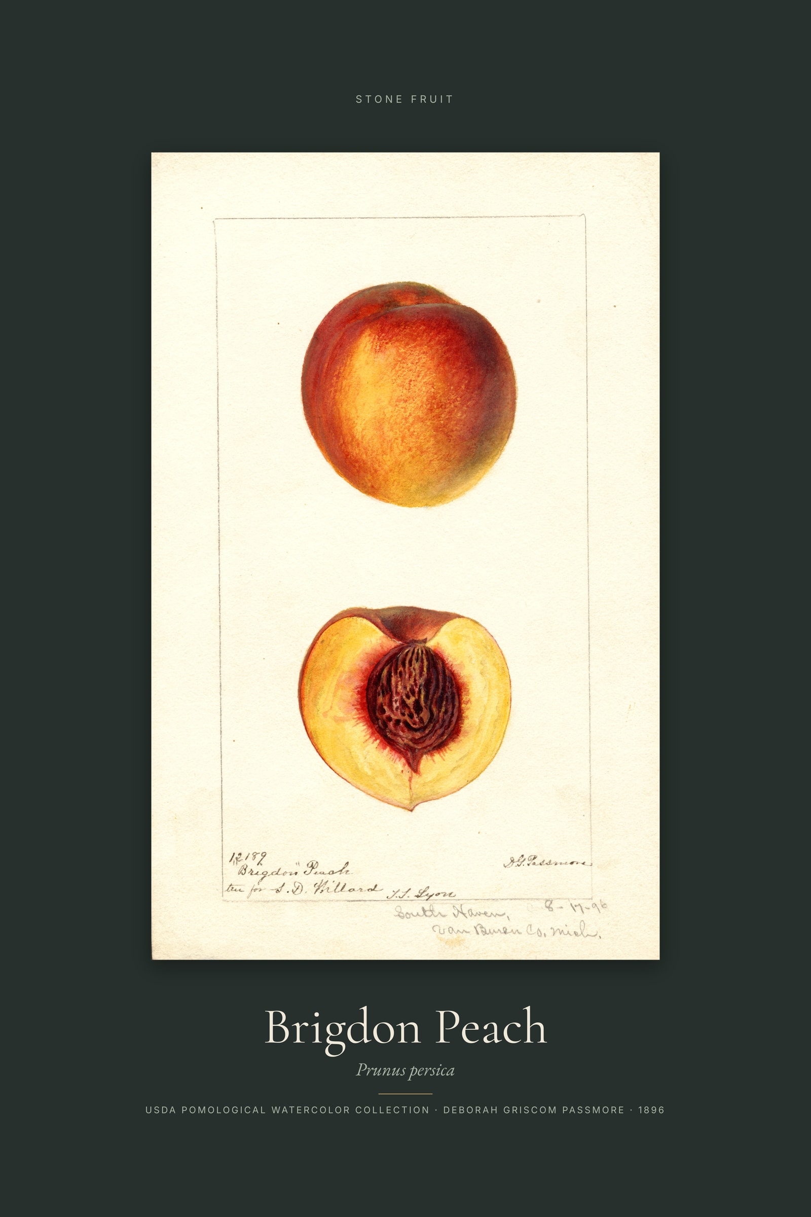 Brigdon Peach — Specimen