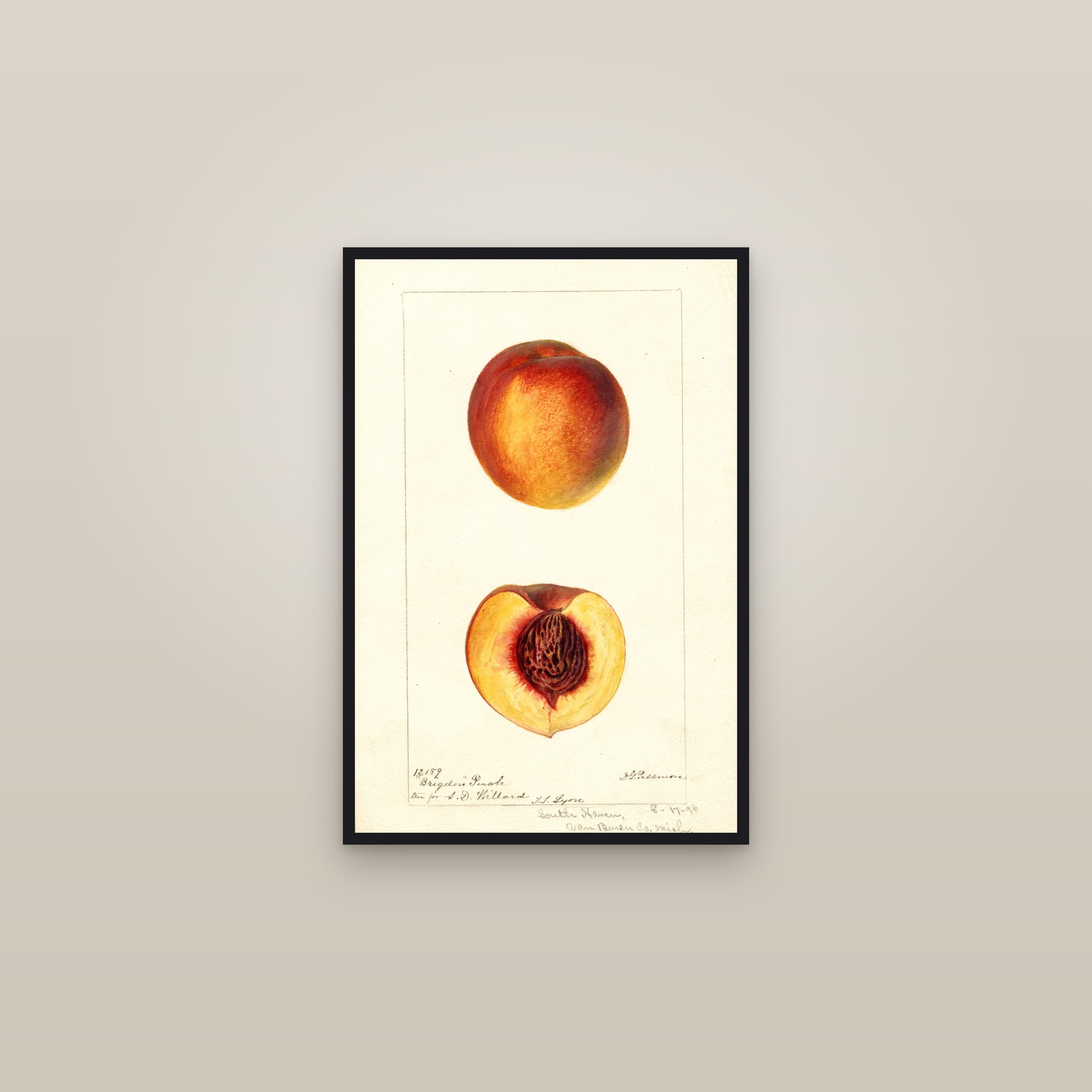 Brigdon Peach — framed in a gallery setting