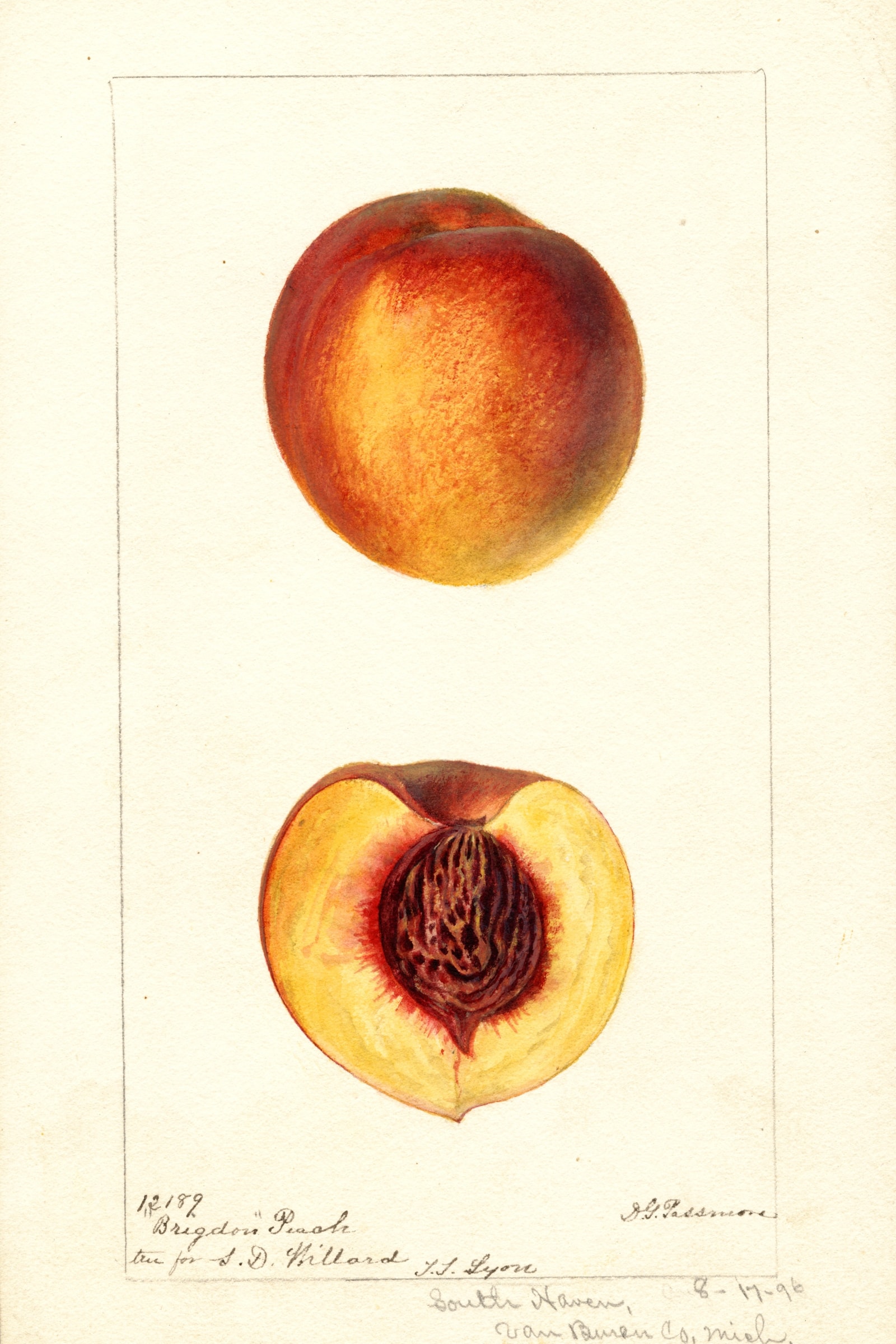 Brigdon Peach