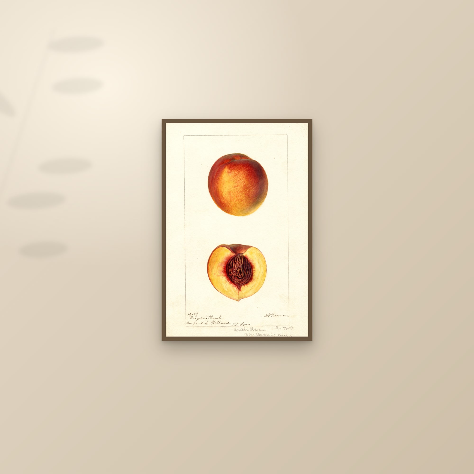 Brigdon Peach — framed and styled on a sunlit wall