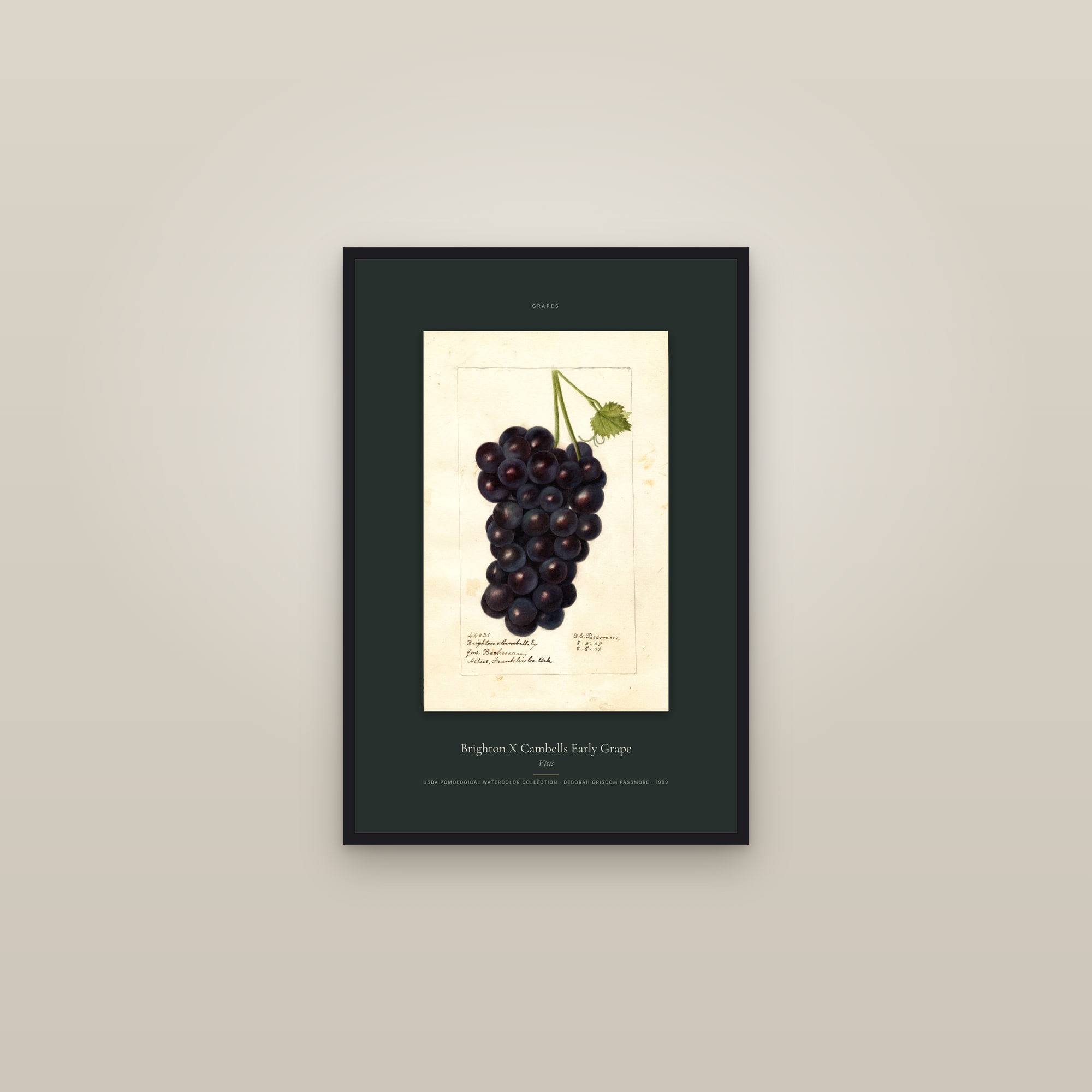 Brighton X Cambells Early Grape — Specimen — framed in a gallery setting