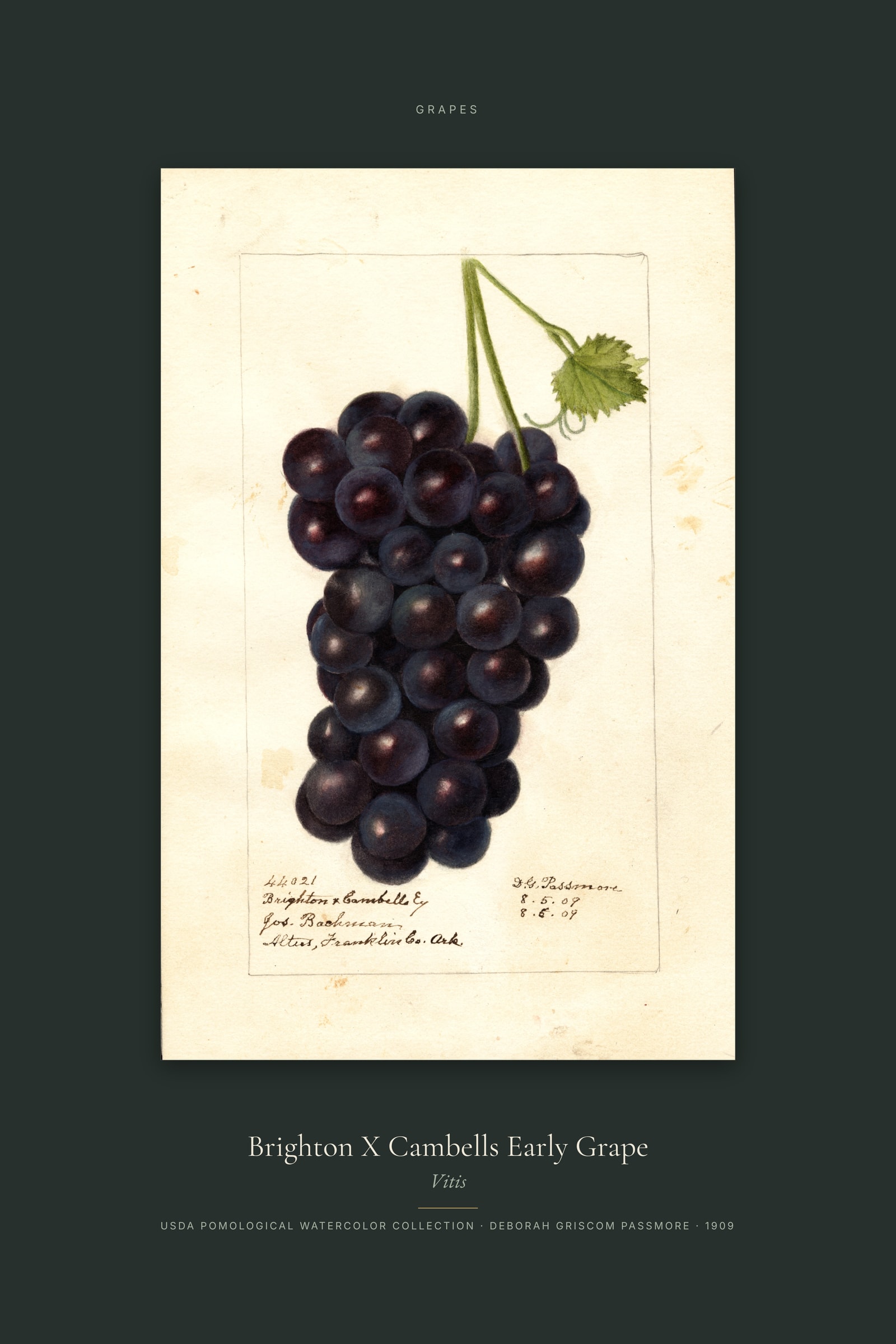 Brighton X Cambells Early Grape — Specimen