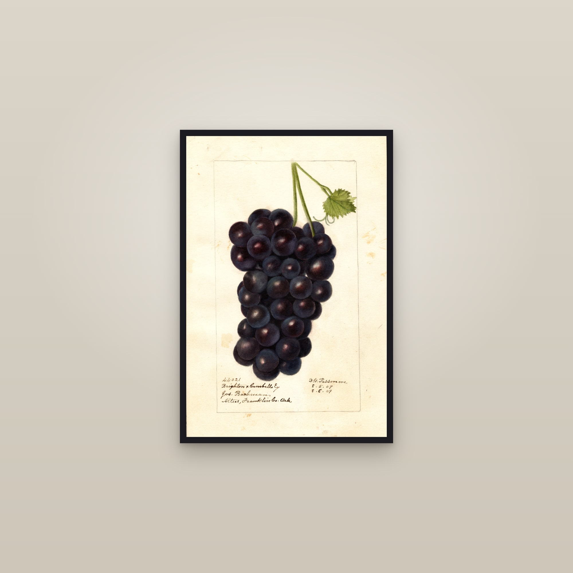 Brighton X Cambells Early Grape — framed in a gallery setting
