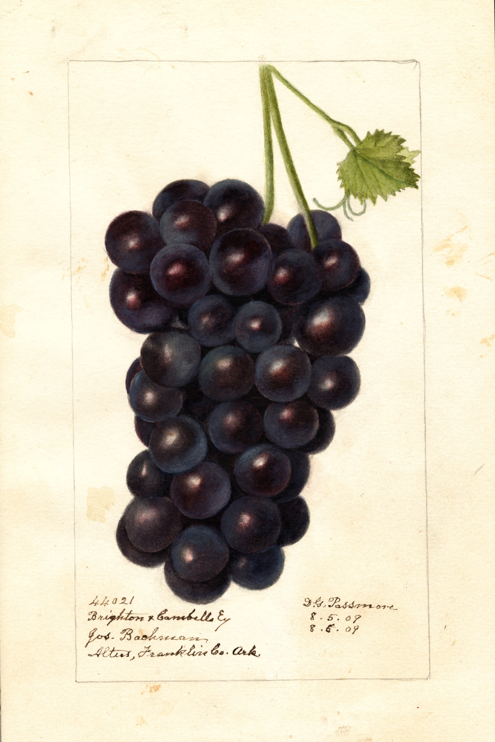 Brighton X Cambells Early Grape