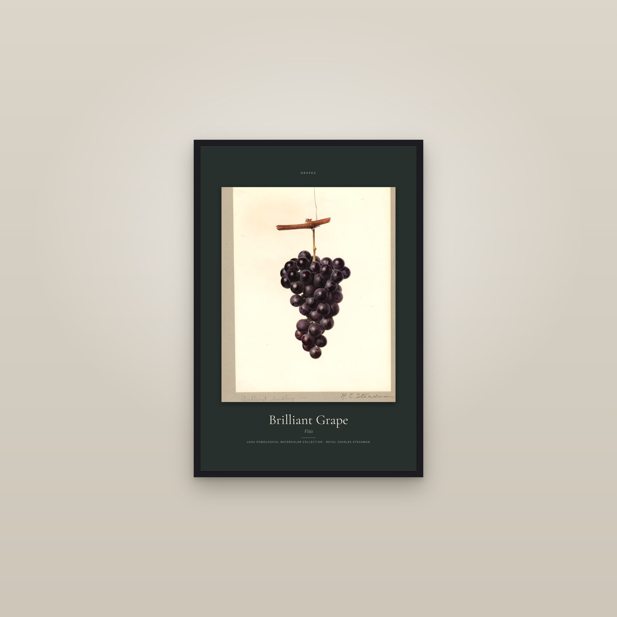 Brilliant Grape — Specimen — framed in a gallery setting