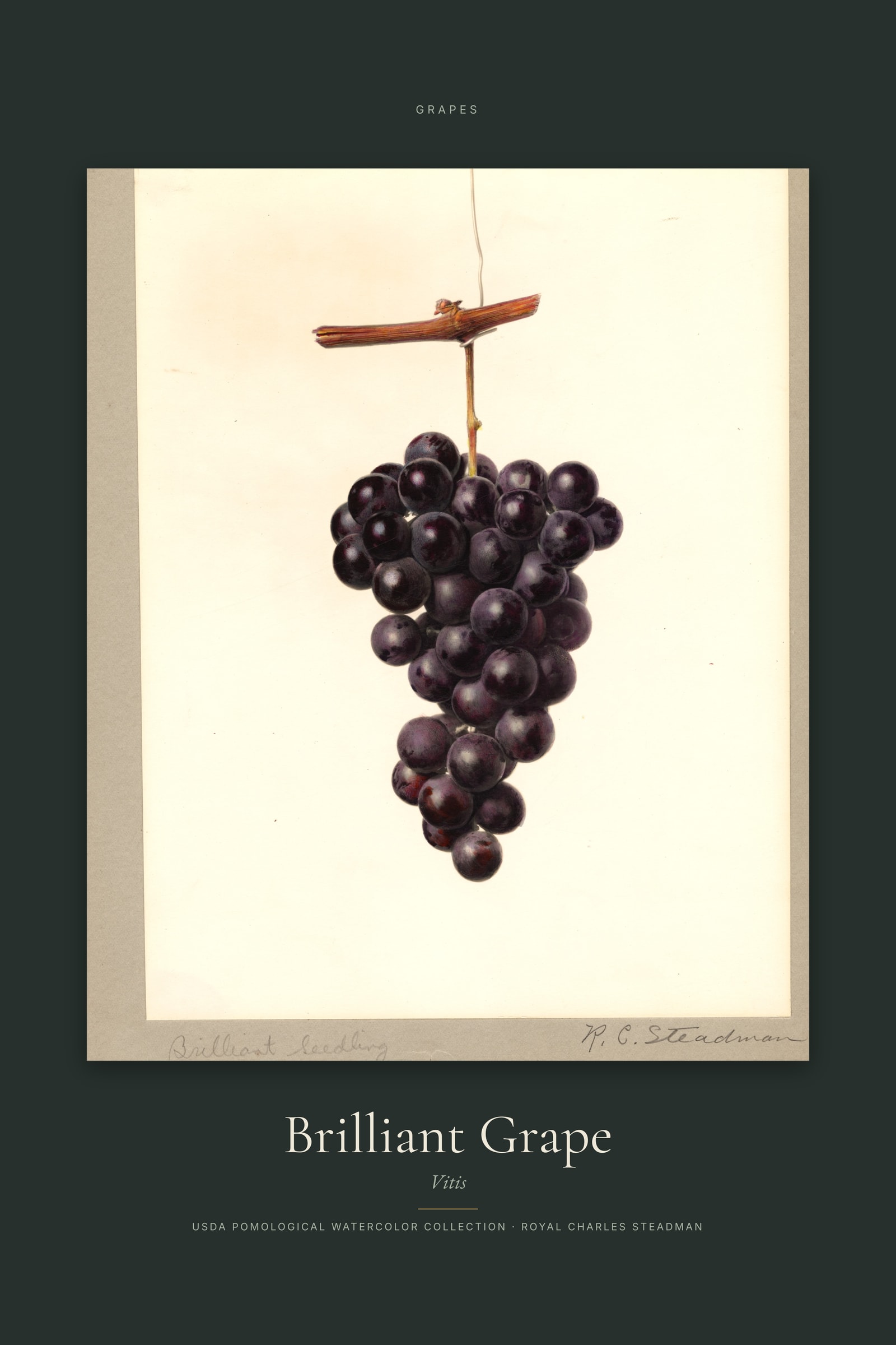 Brilliant Grape — Specimen