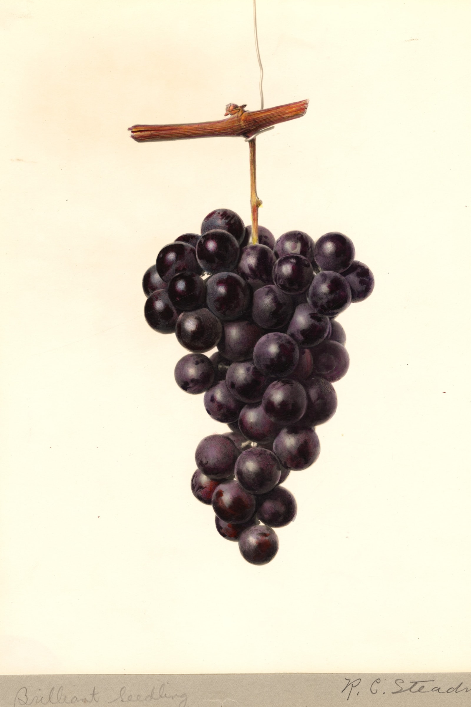 Brilliant Grape