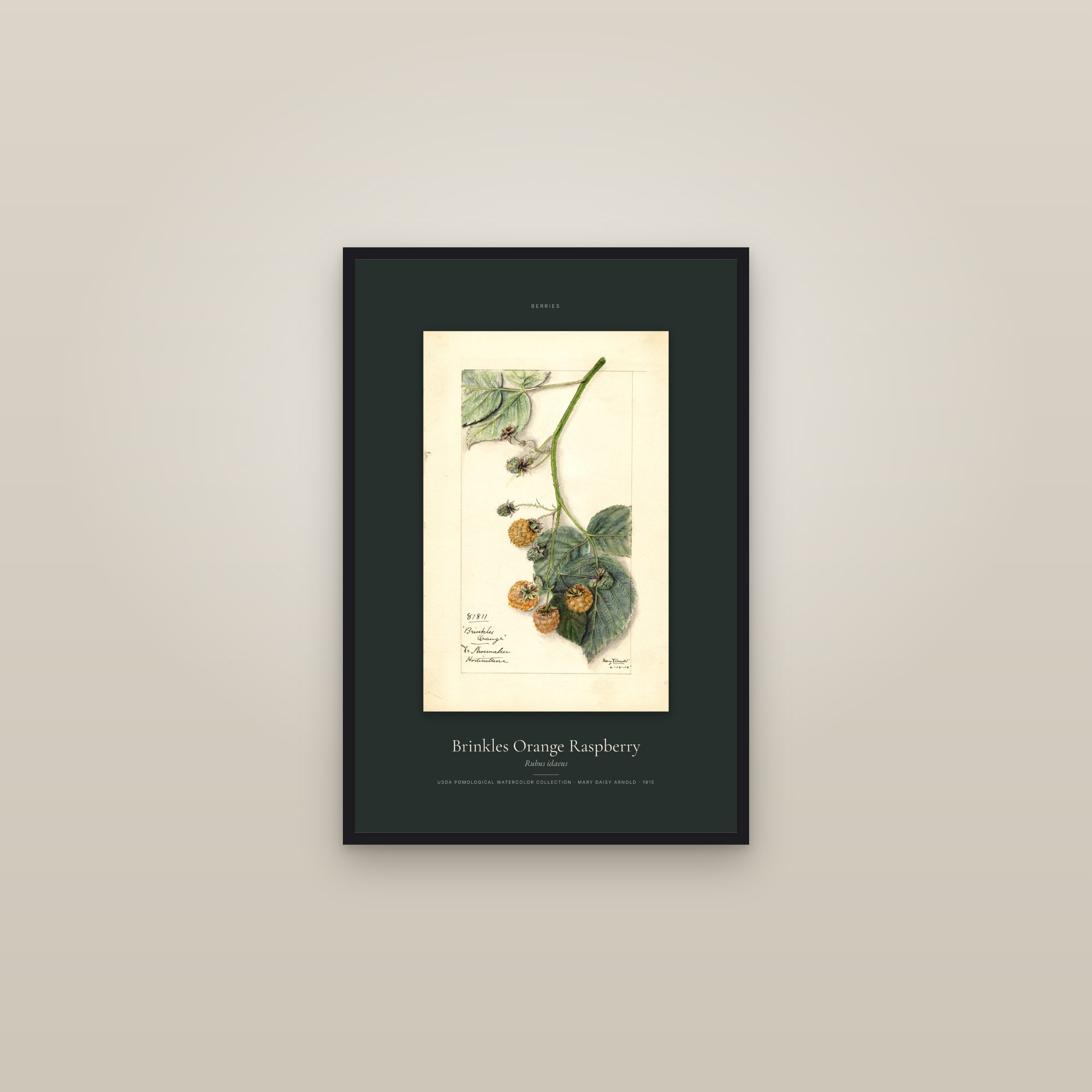 Brinkles Orange Raspberry — Specimen — framed in a gallery setting