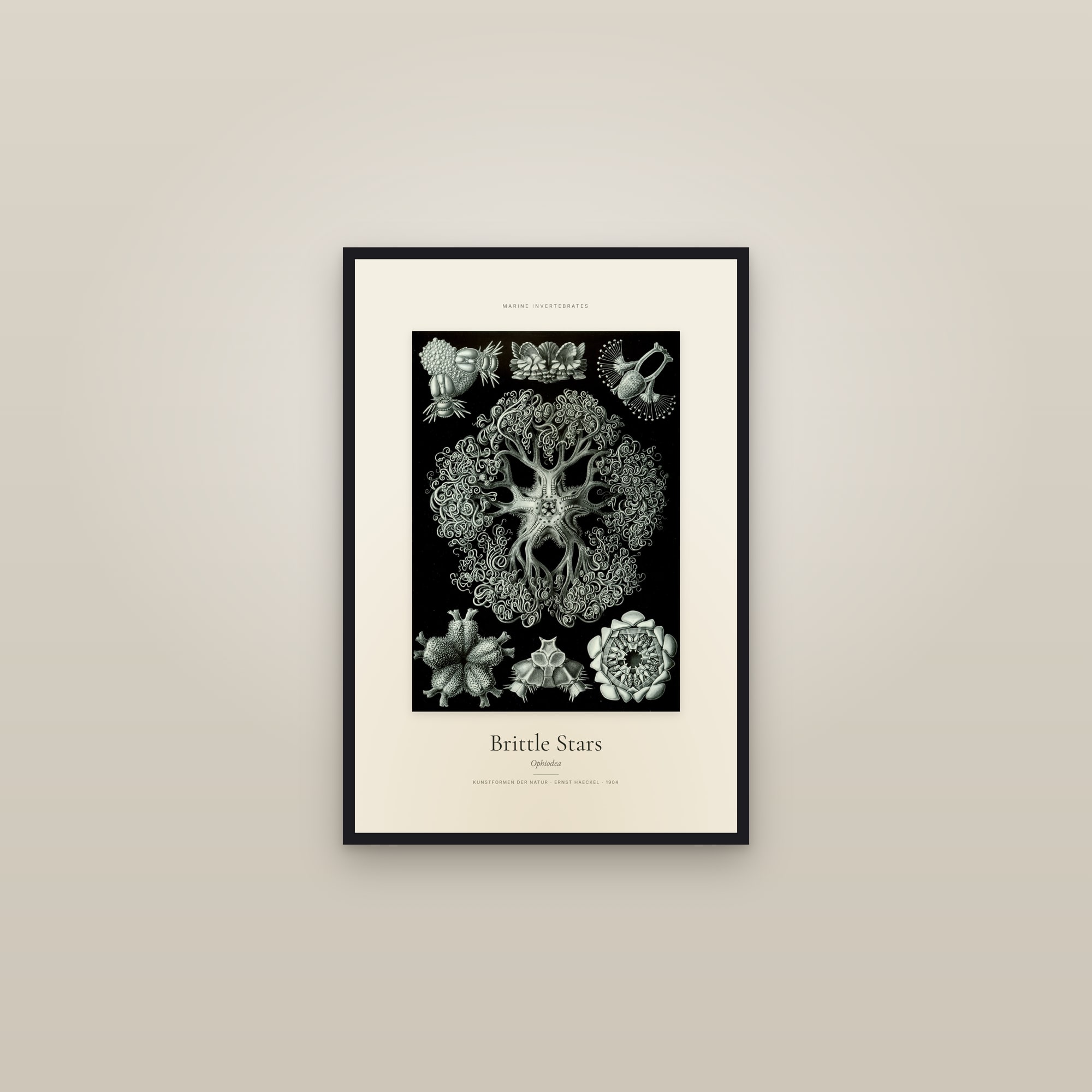 Brittle Stars — Specimen — framed in a gallery setting