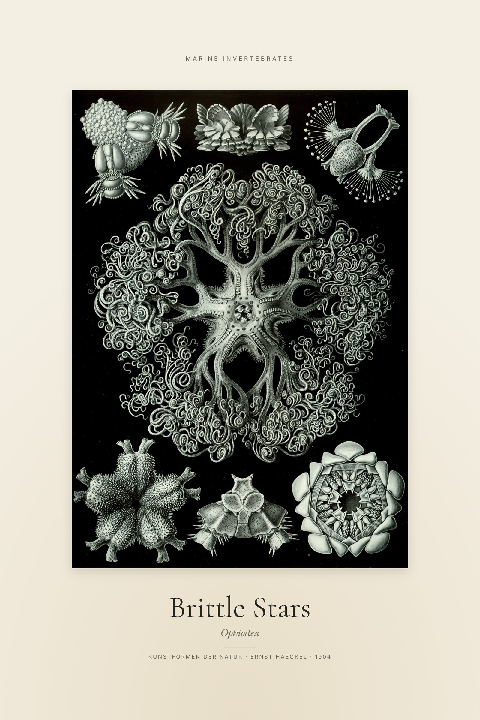 Brittle Stars — Specimen