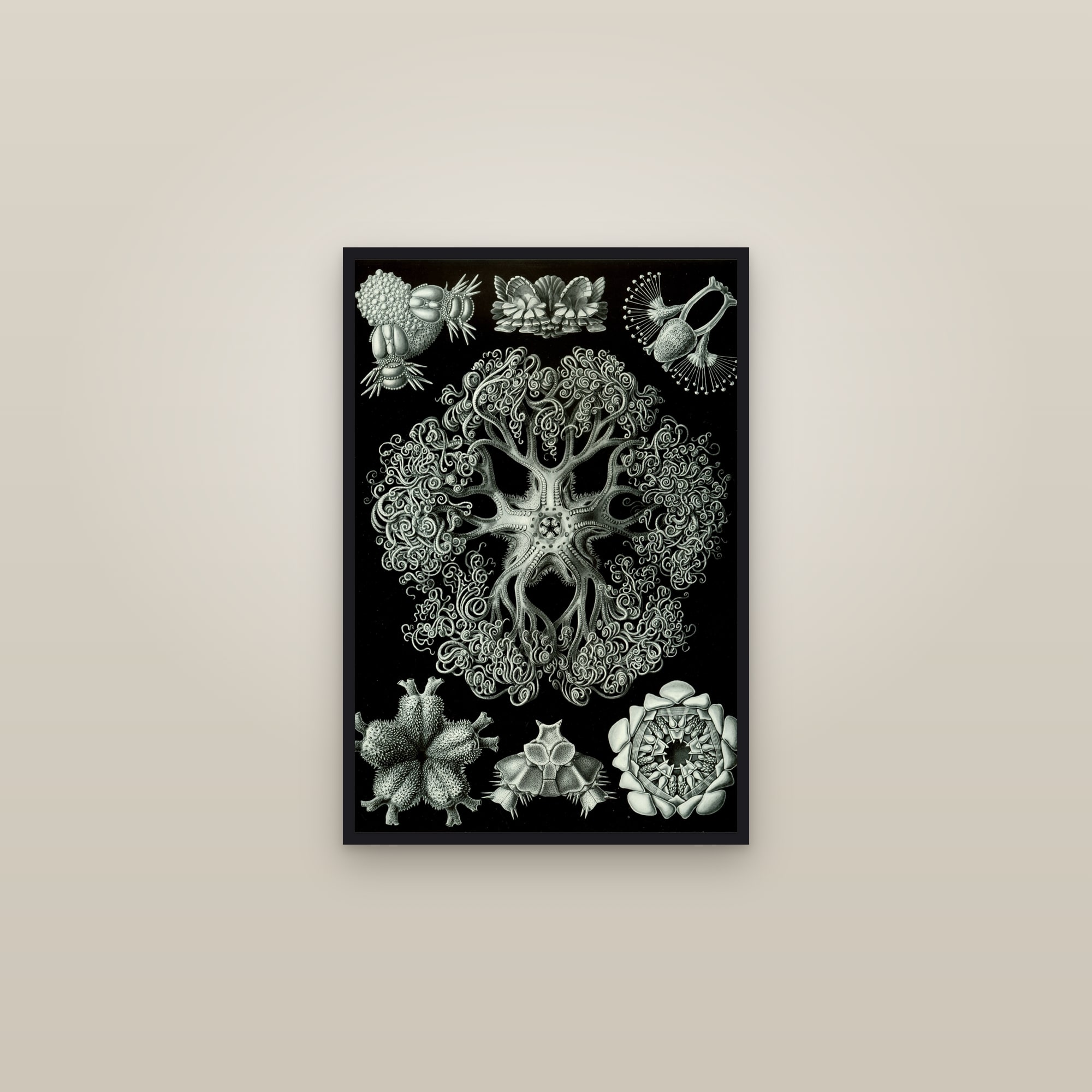 Brittle Stars — framed in a gallery setting