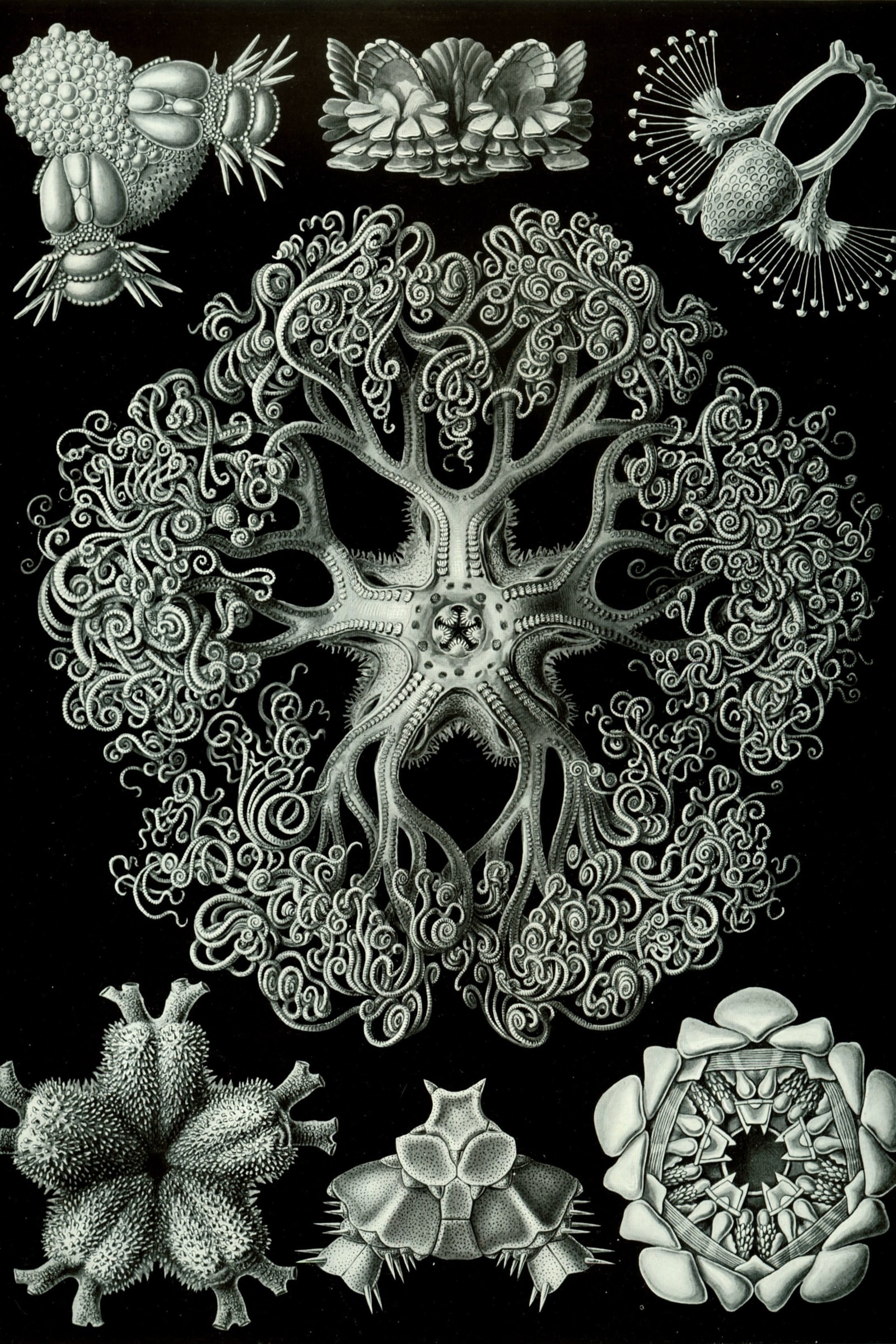 Brittle Stars