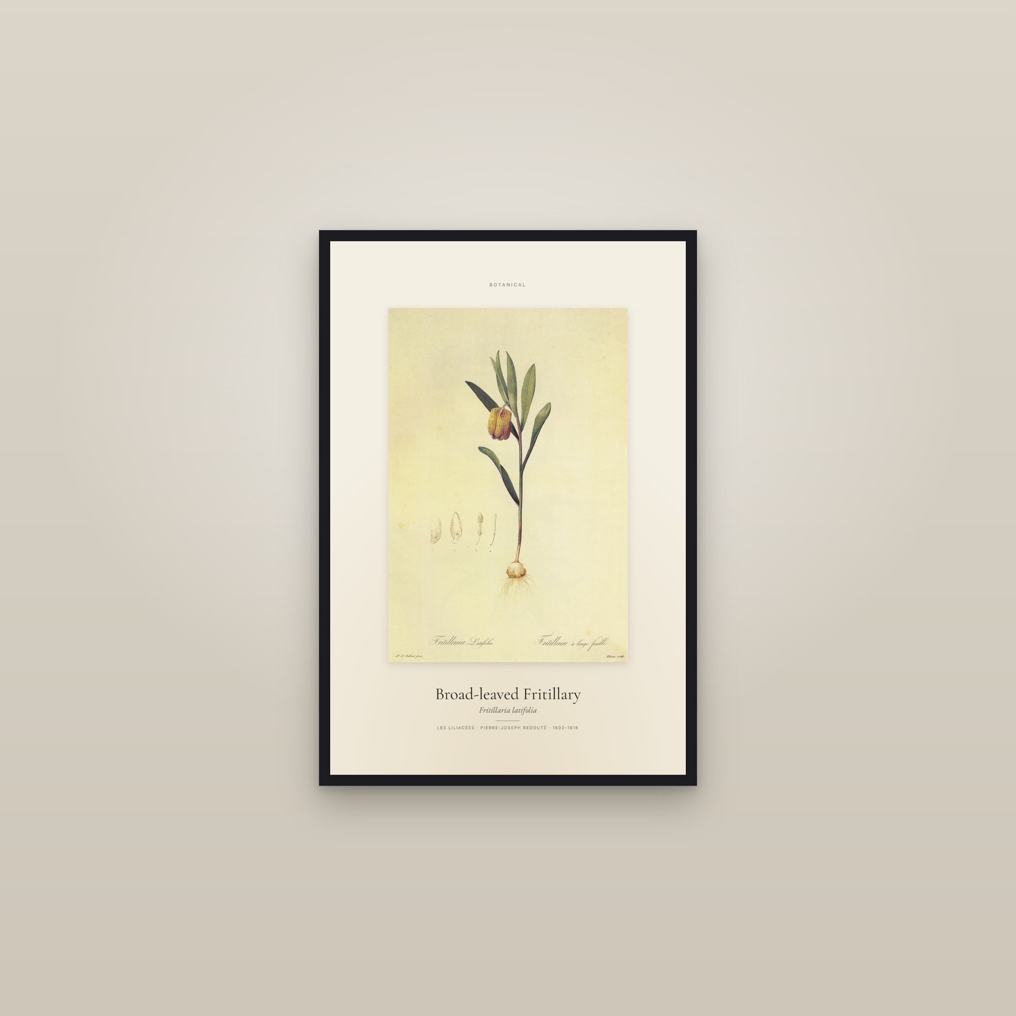 Broad-leaved Fritillary — Specimen — framed in a gallery setting