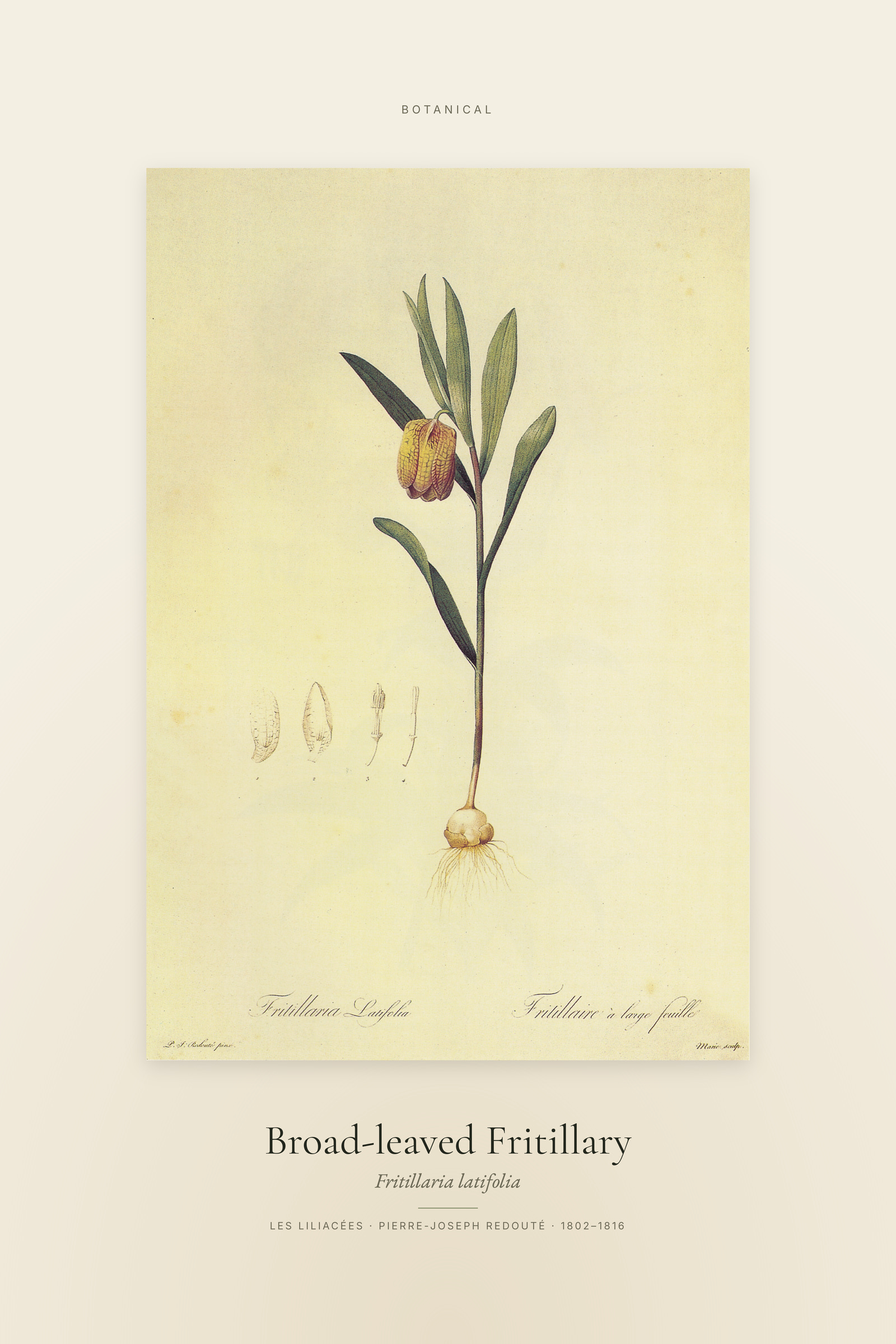 Broad-leaved Fritillary — Specimen