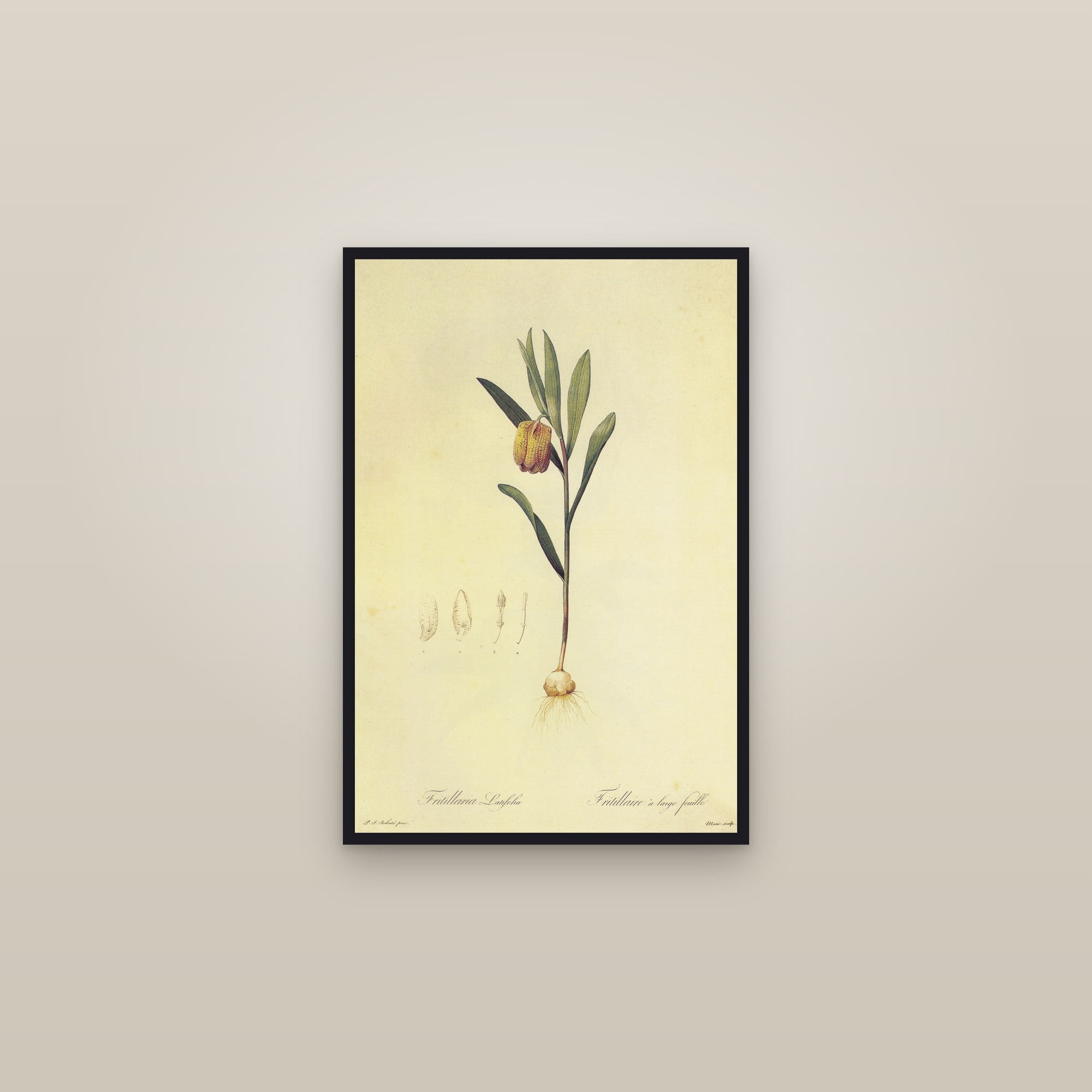 Broad-leaved Fritillary — framed in a gallery setting