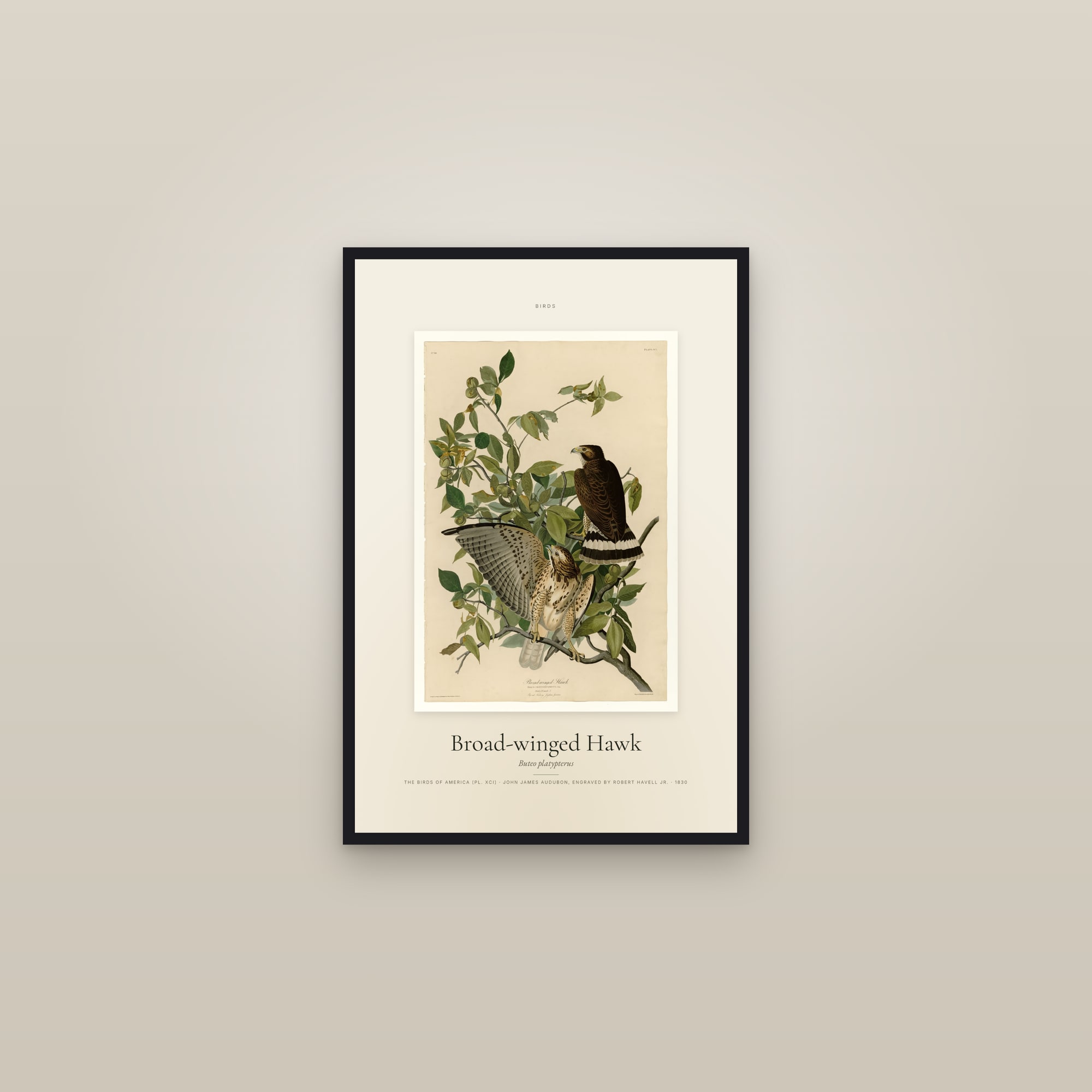 Broad-winged Hawk — Specimen — framed in a gallery setting