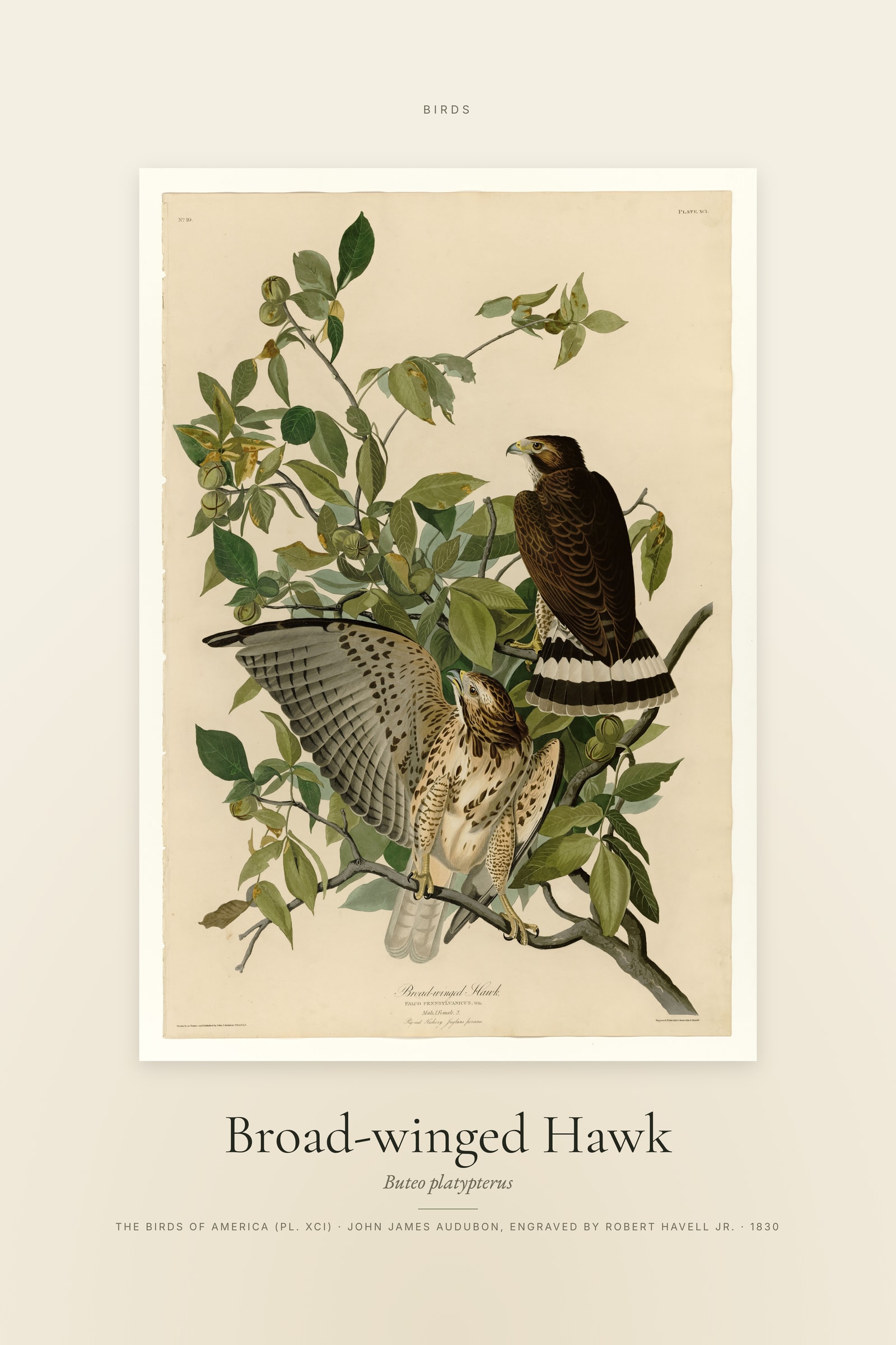 Broad-winged Hawk — Specimen